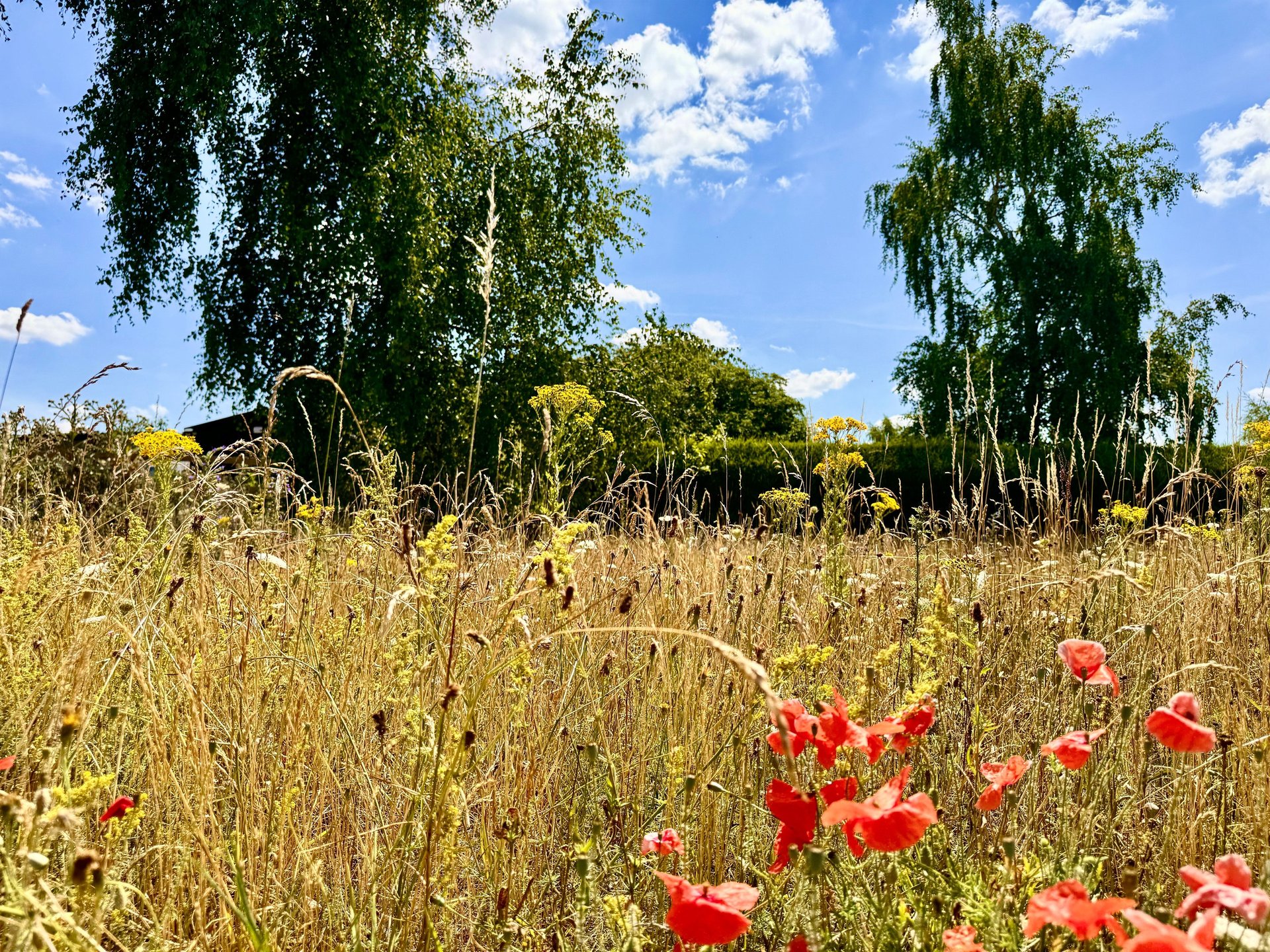 white flower field