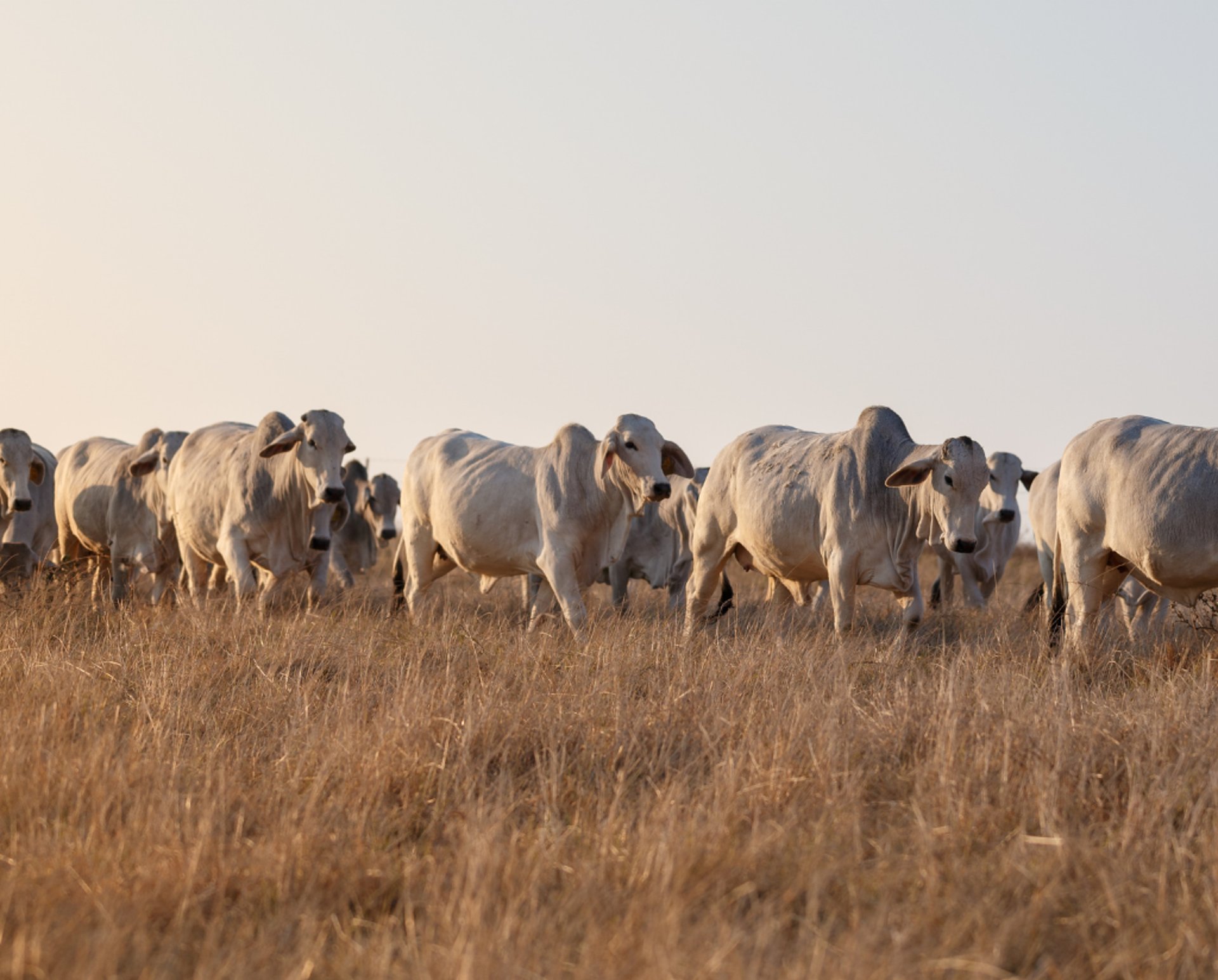 black and brown leather padded tub sofa