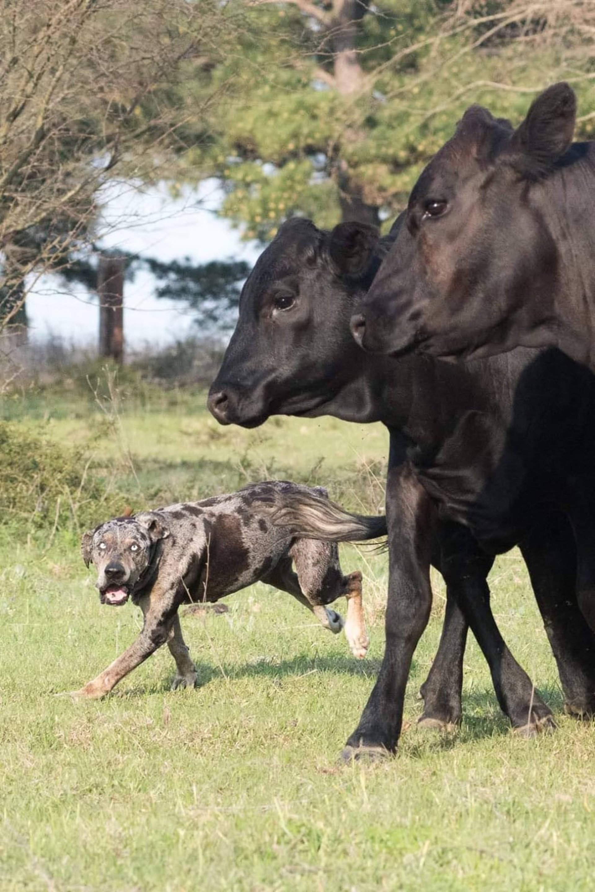 black and brown leather padded tub sofa