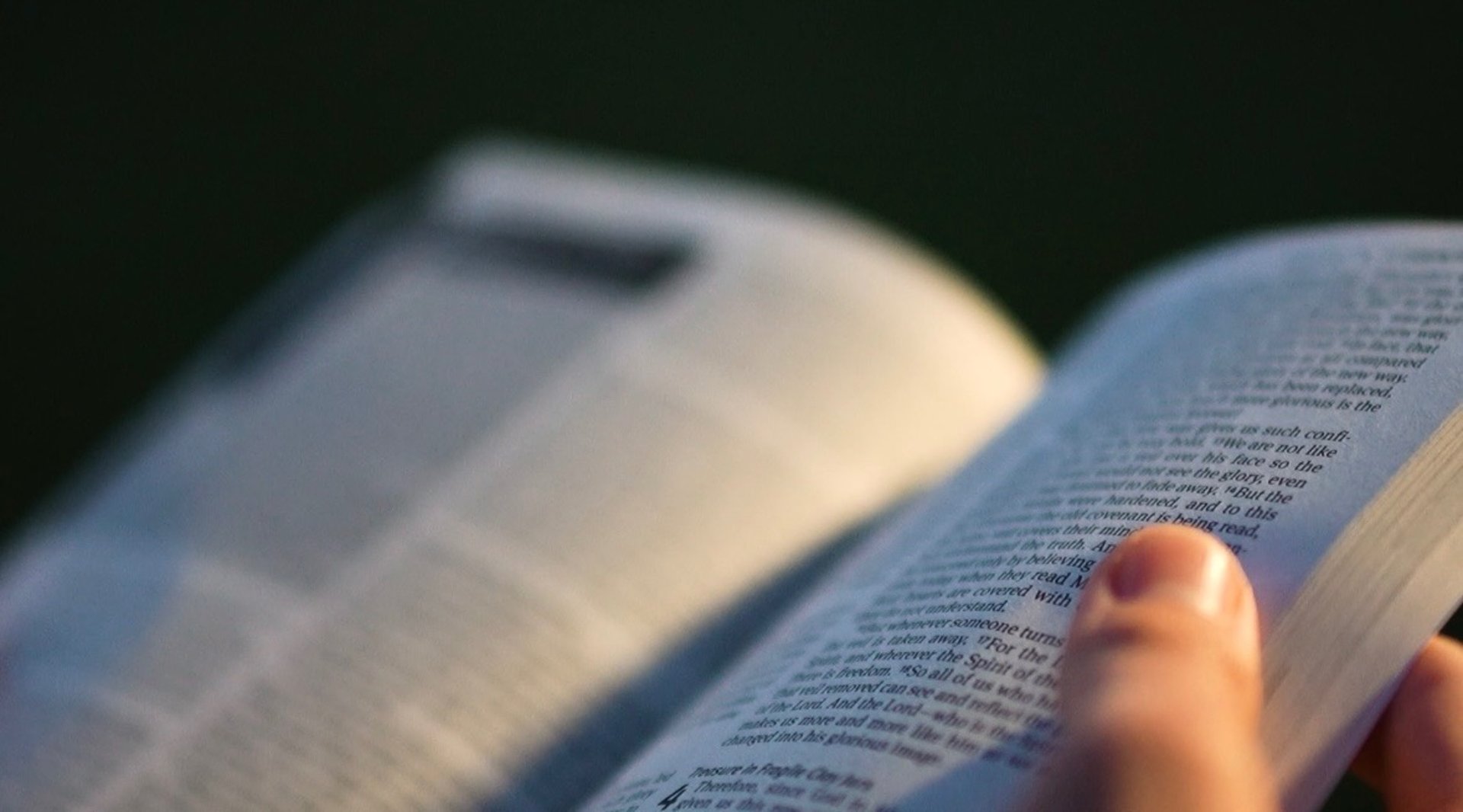 orange fruit on tree branch