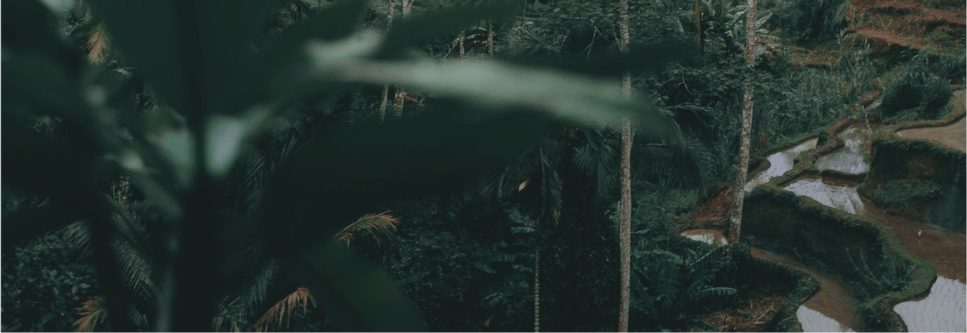 a person walking on a path in a forest