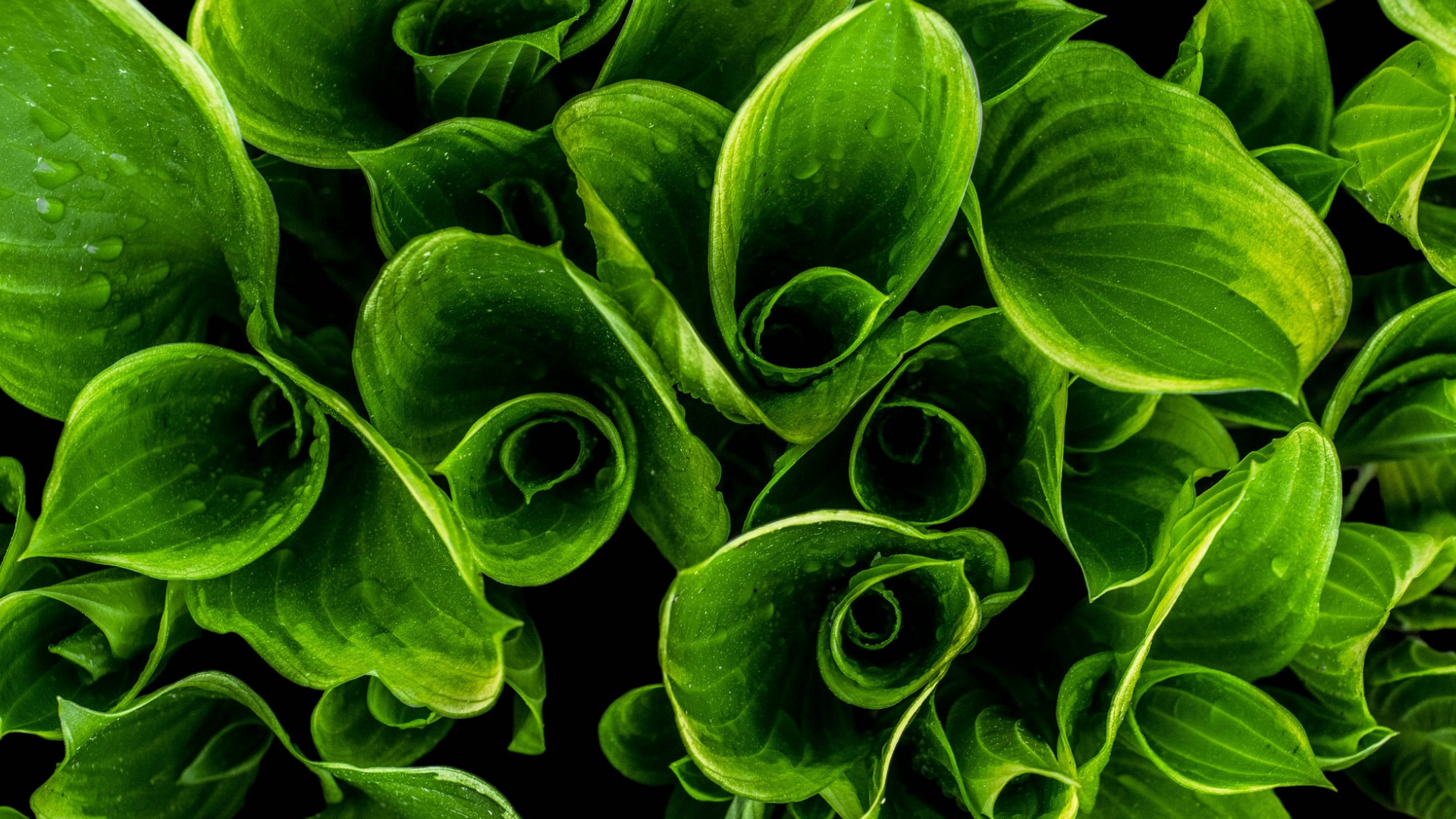 green leaf with water drops