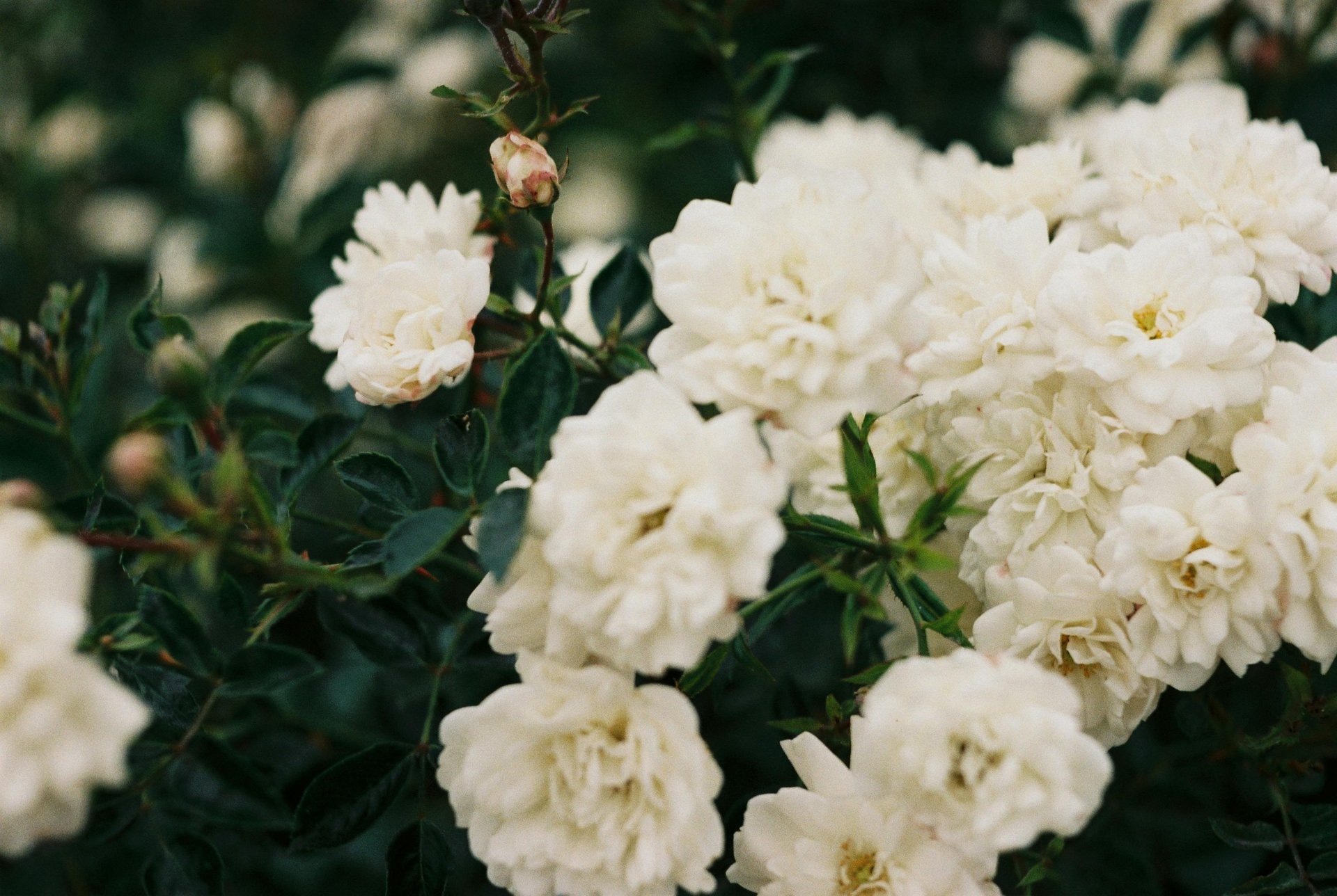 white 5-petaled flower in selective focus photography