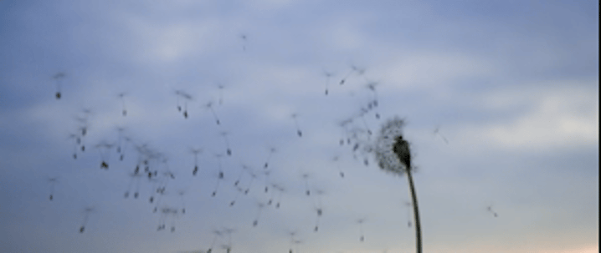 person holding white dandelion flower