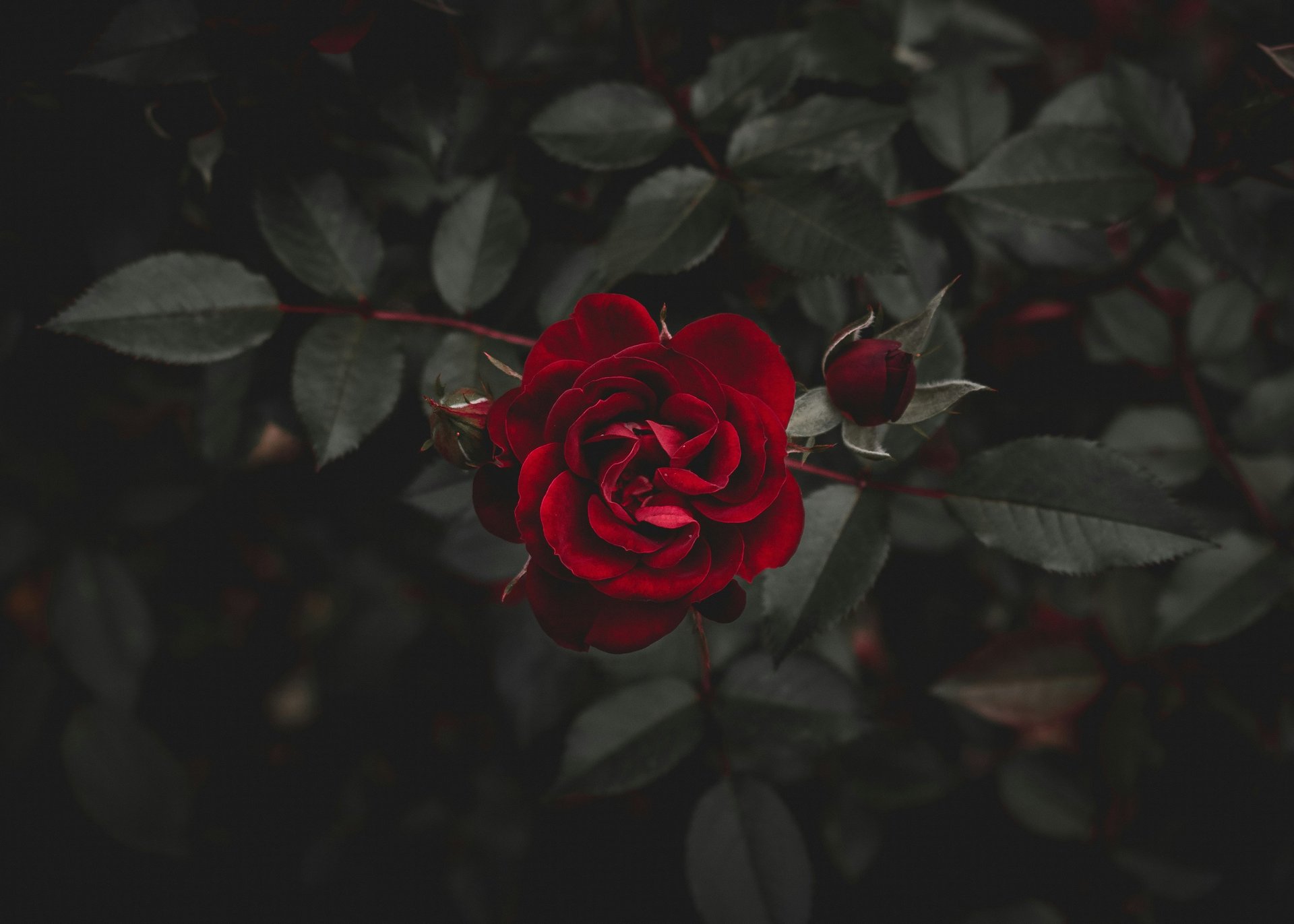 shallow focus photography of red roses