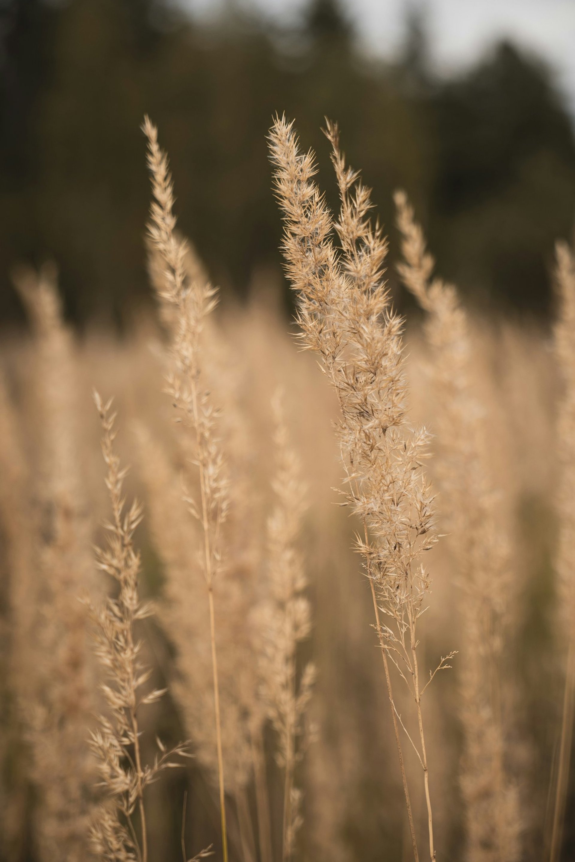 closeup photo of brown grass