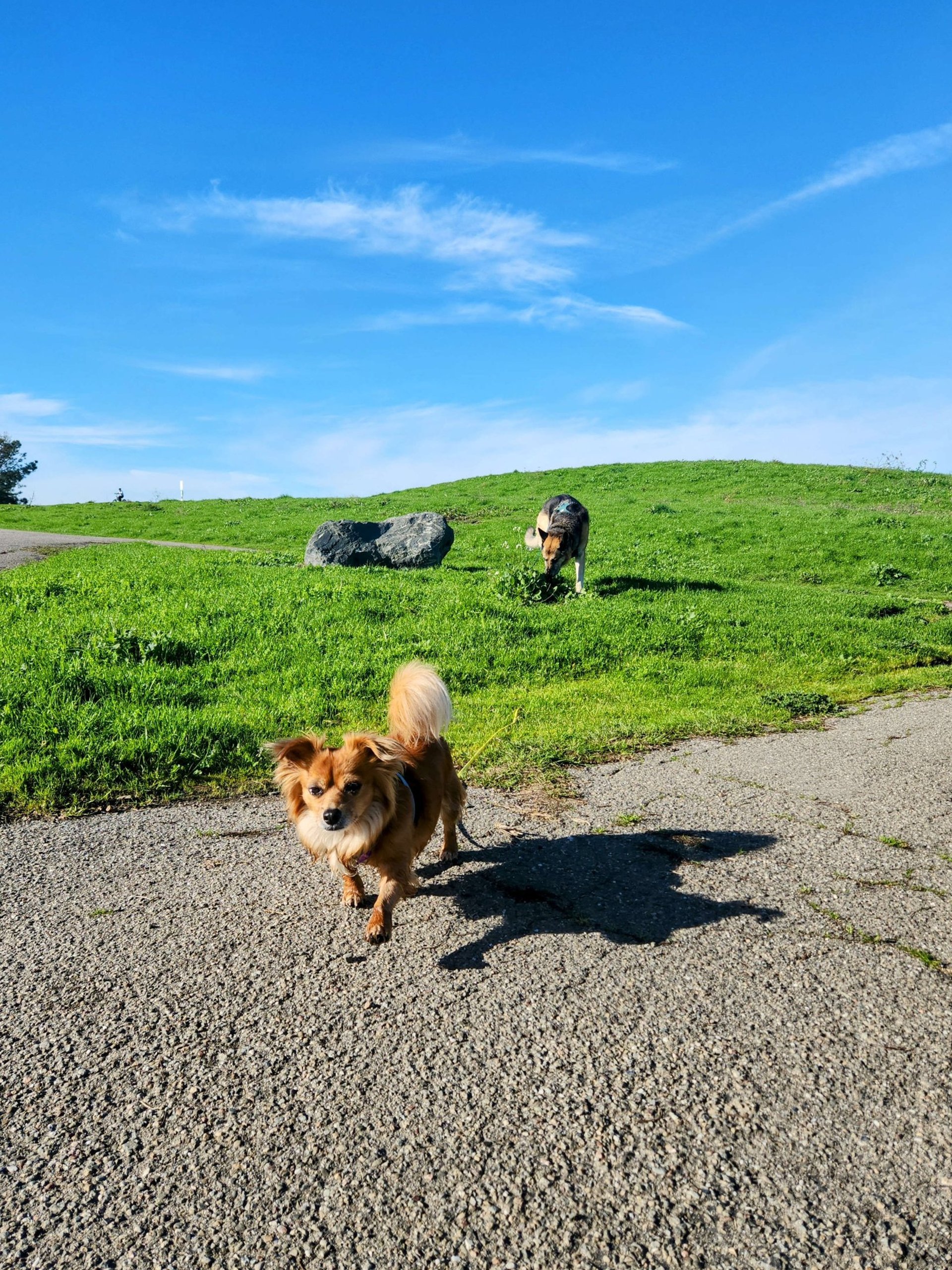 A small brown dog and a German Shepherd dog are walking off leash on a lawn