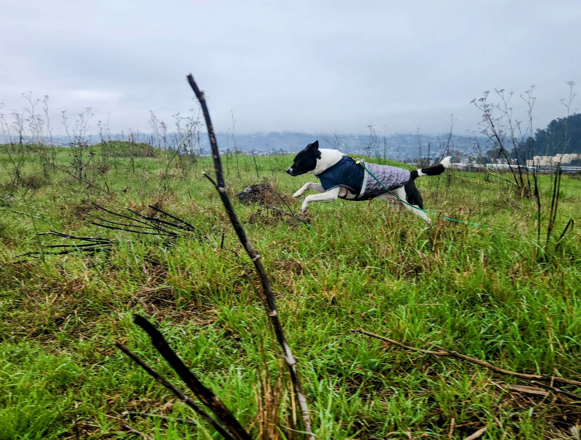 A black and white dog with a parka on is running through a rainy field