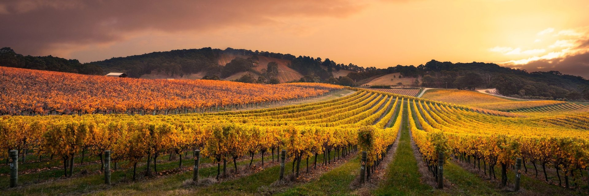 Golden autumn vineyards at sunset in Montagu, South Africa, showcasing rows of grapevines under a glowing sky