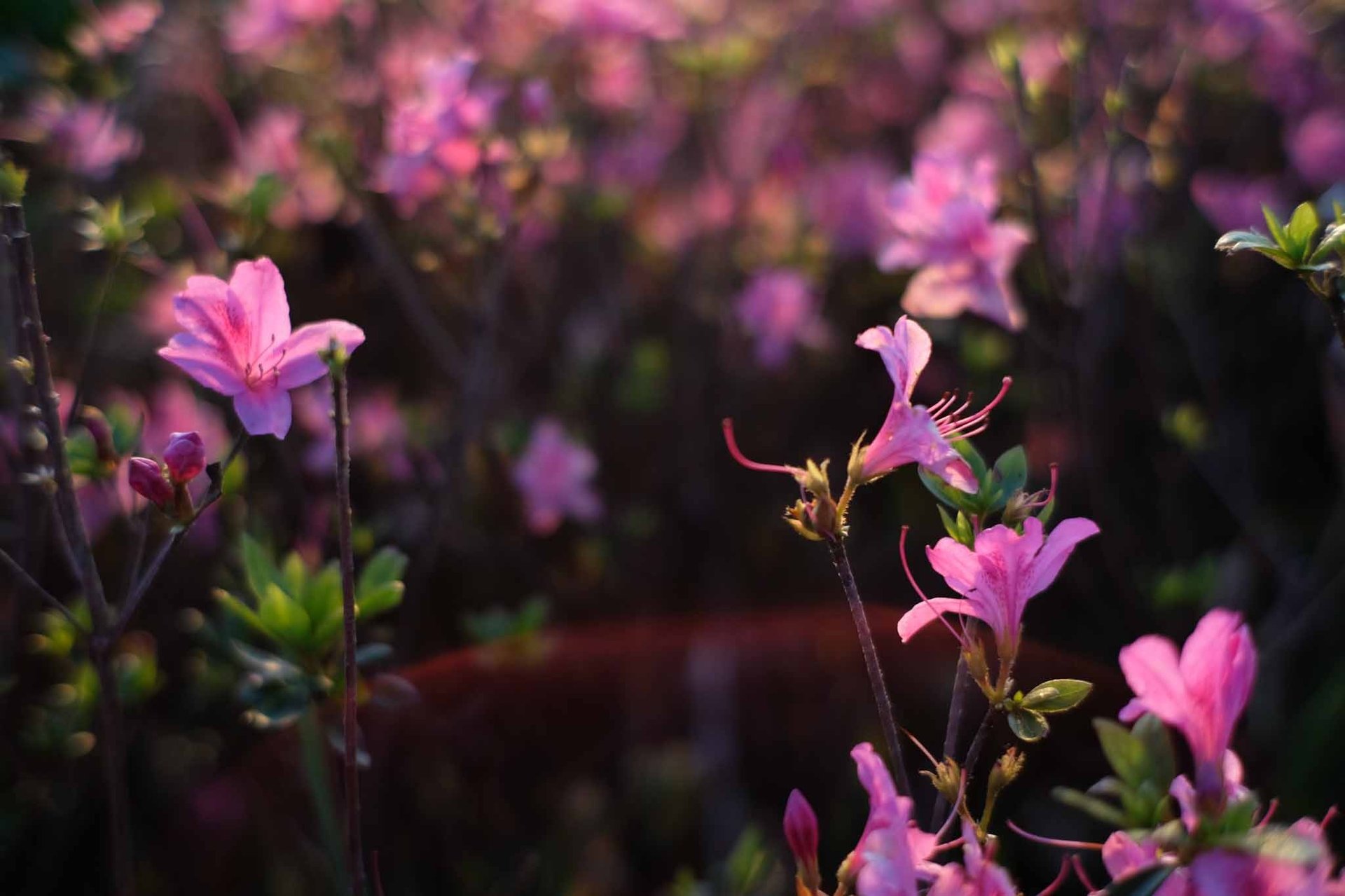 pink flower