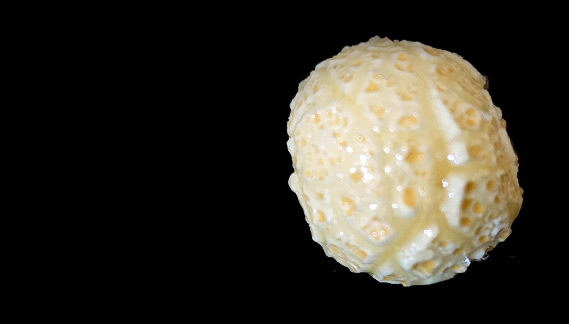 korn lab kettle corn