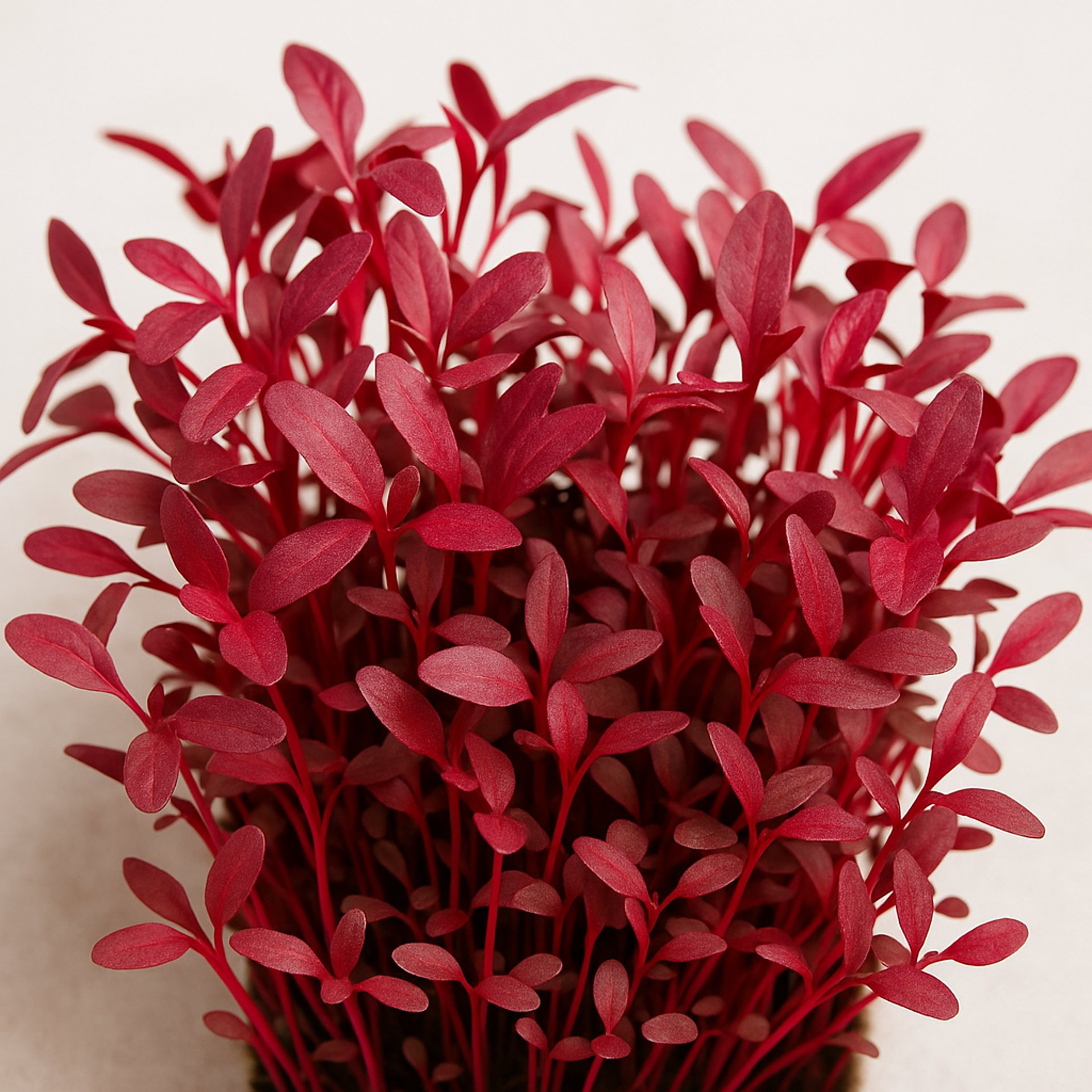 black and brown leather padded tub sofa