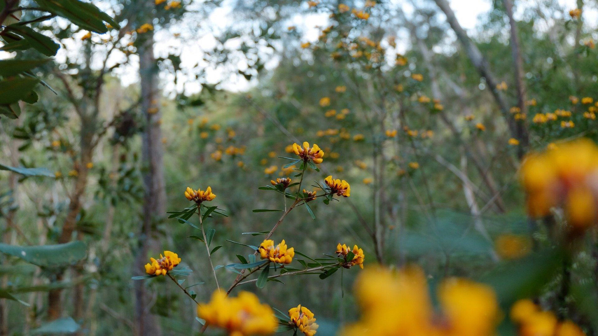 woman wearing yellow long-sleeved dress under white clouds and blue sky during daytime