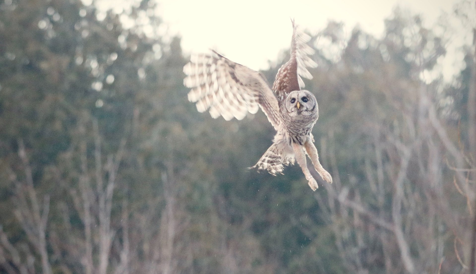 black and brown leather padded tub sofa