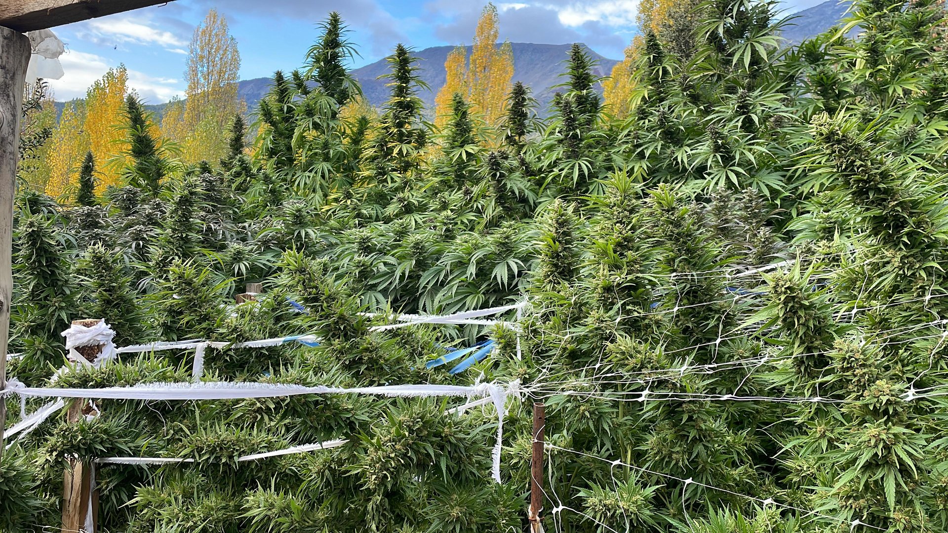 black blue and yellow textile