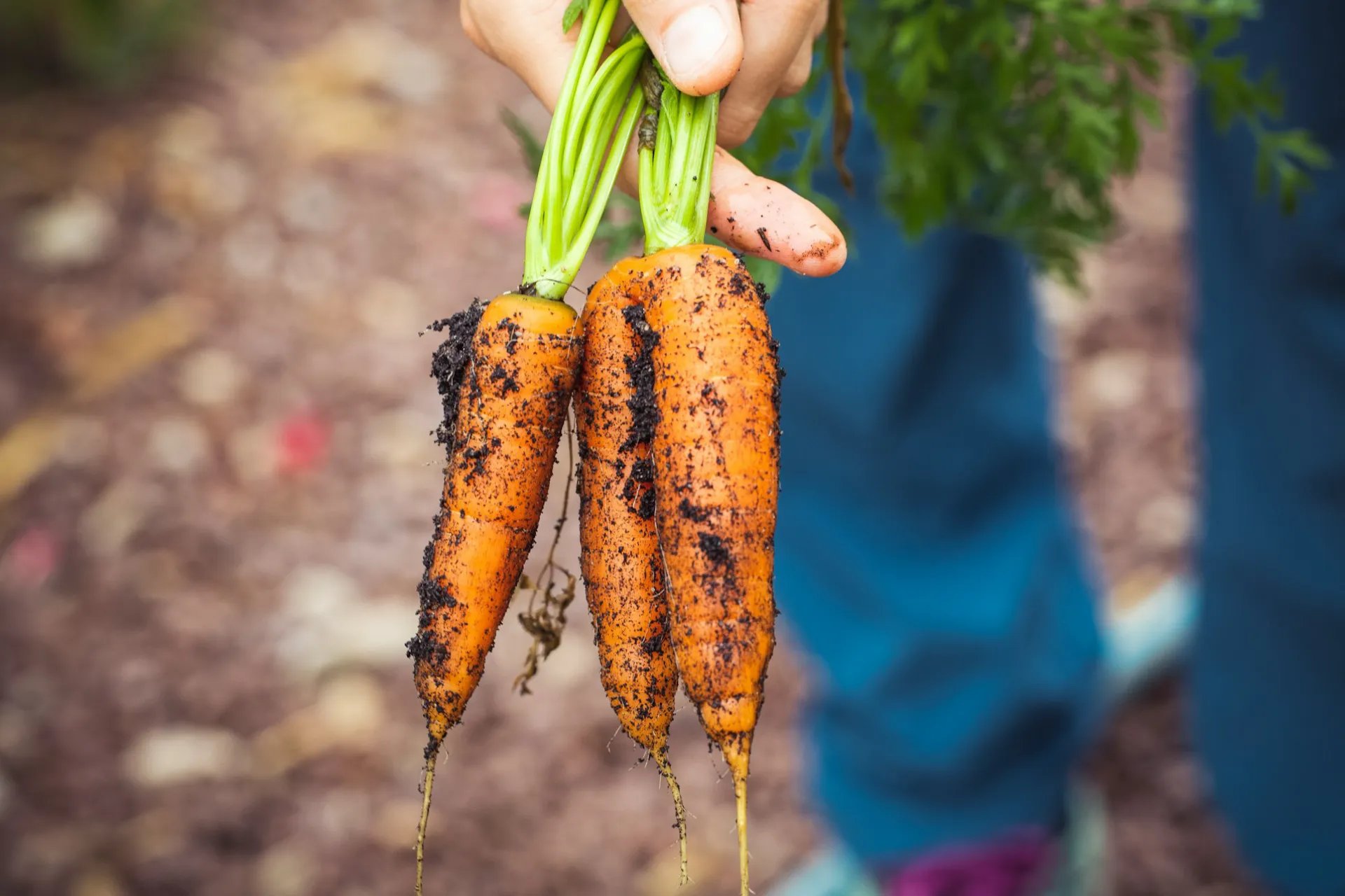 Gardener Holding Freshly Picked Carrots