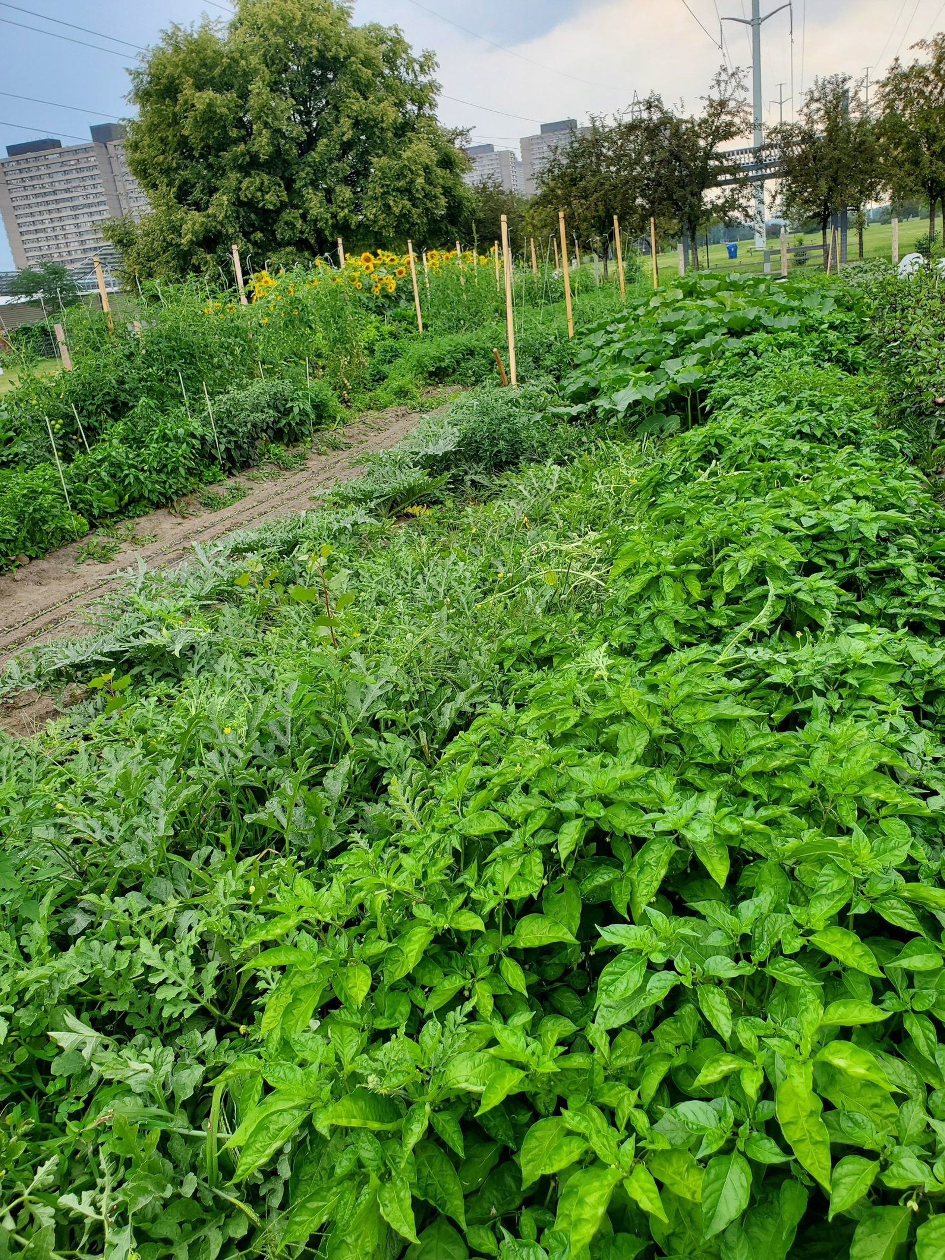 black and white bed linen