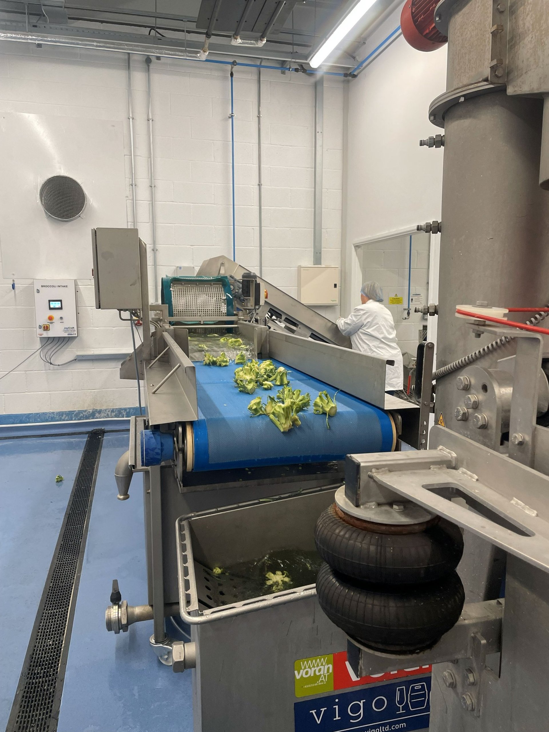 Broccoli head with stems displayed around it