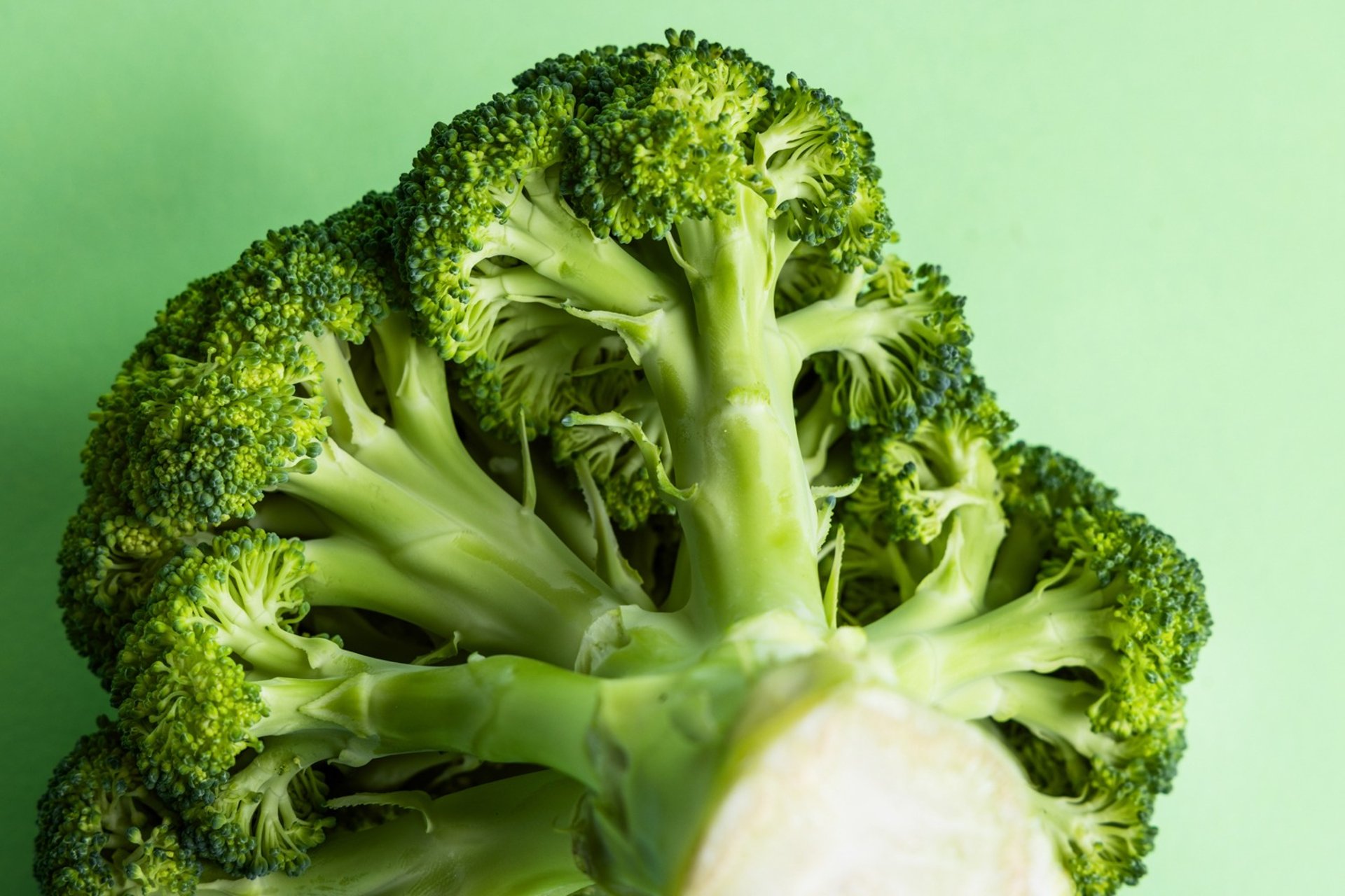Broccoli view from base of the stork