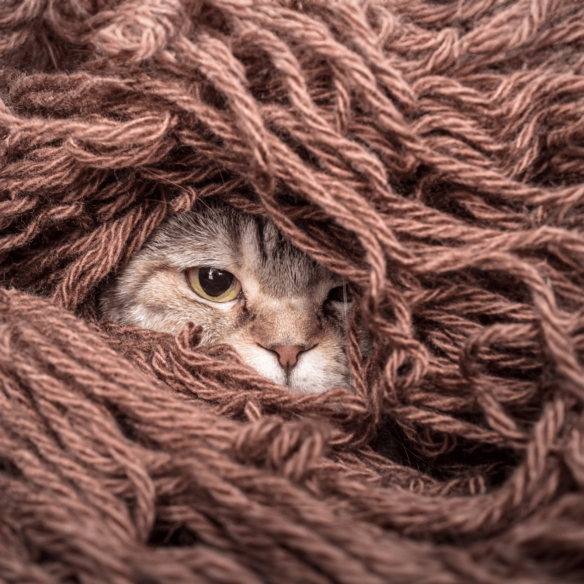 photo of orange tabby cat looking at window