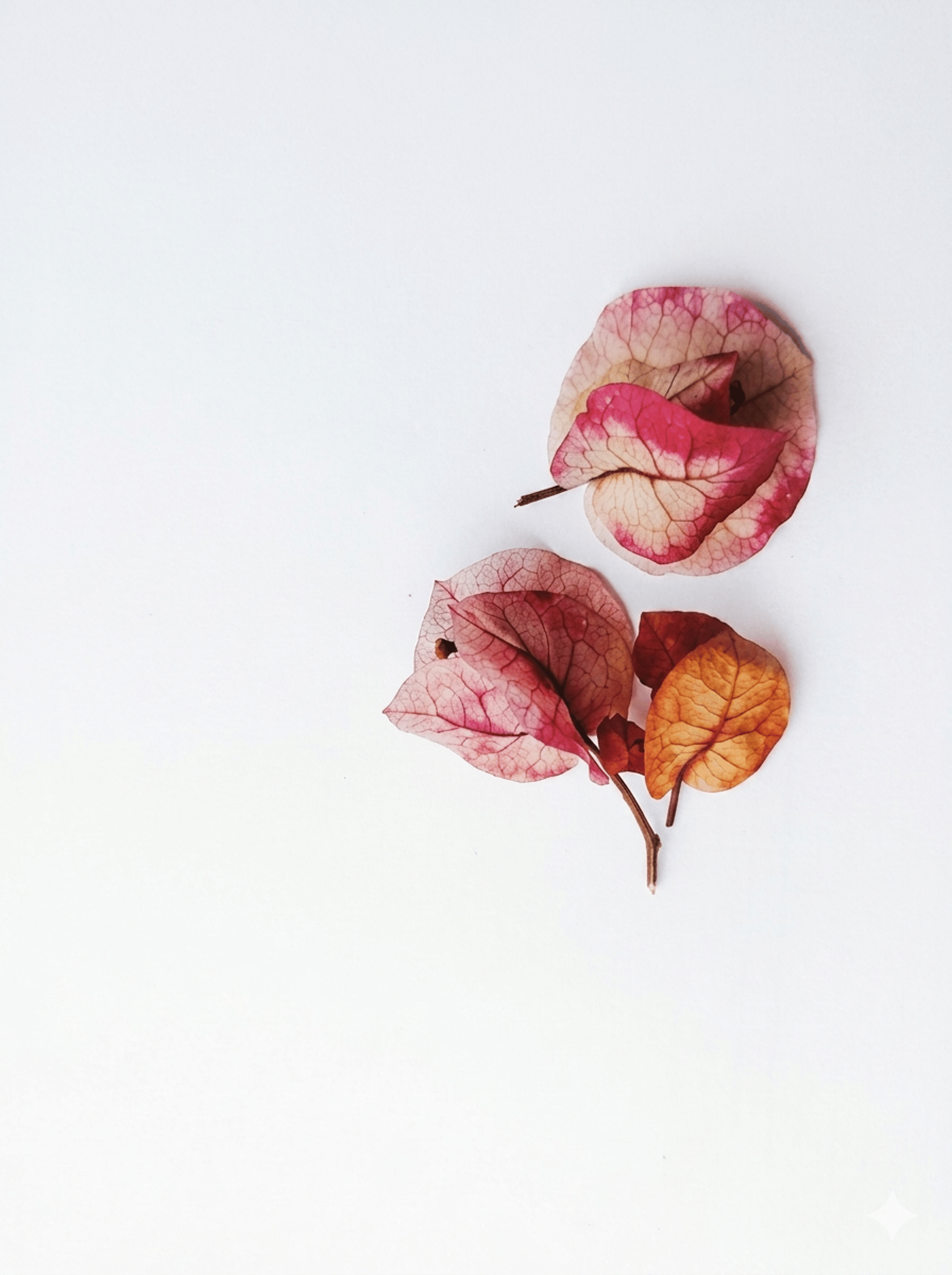red and brown maple leaf