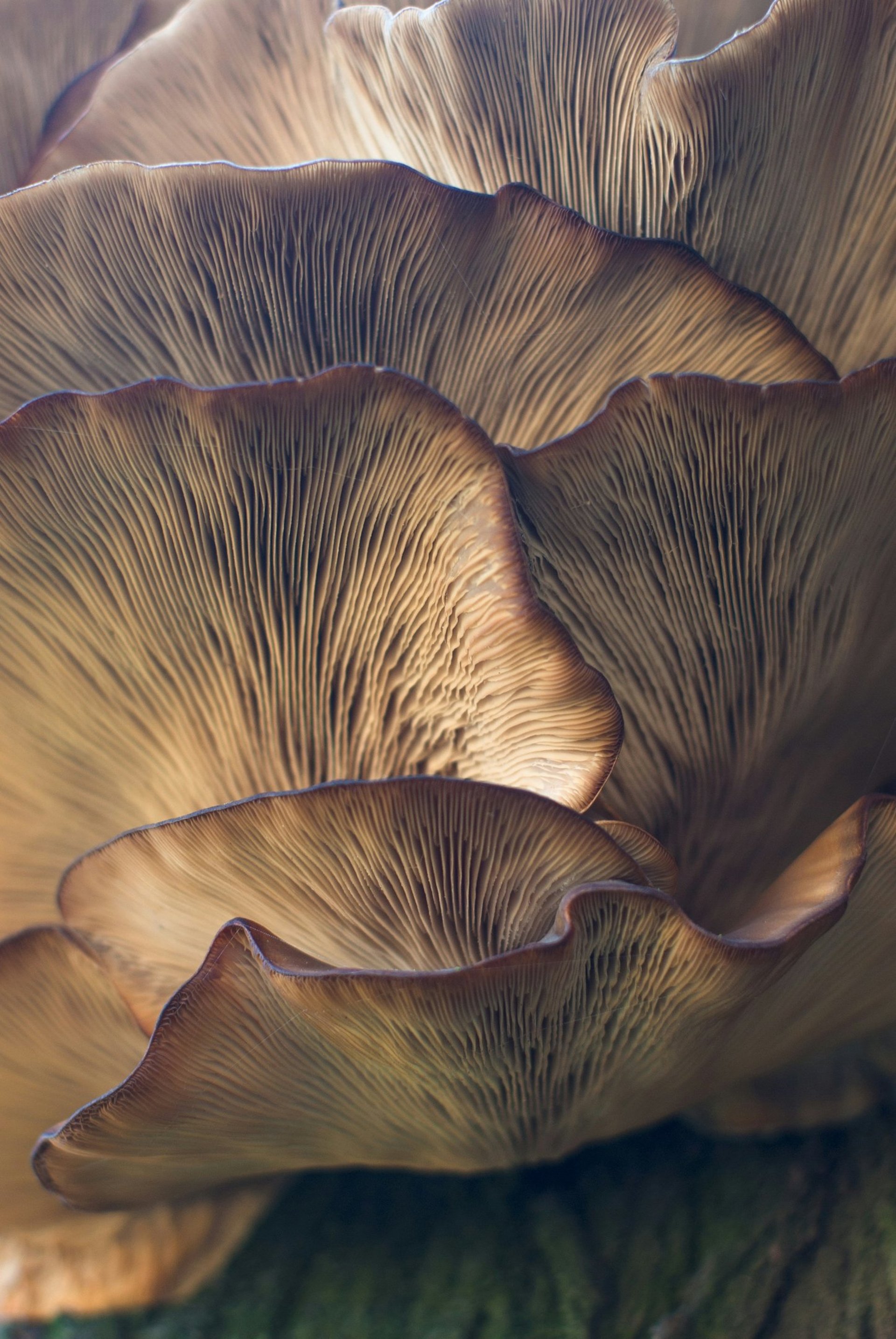 a close up view of the texture of an elephant's skin