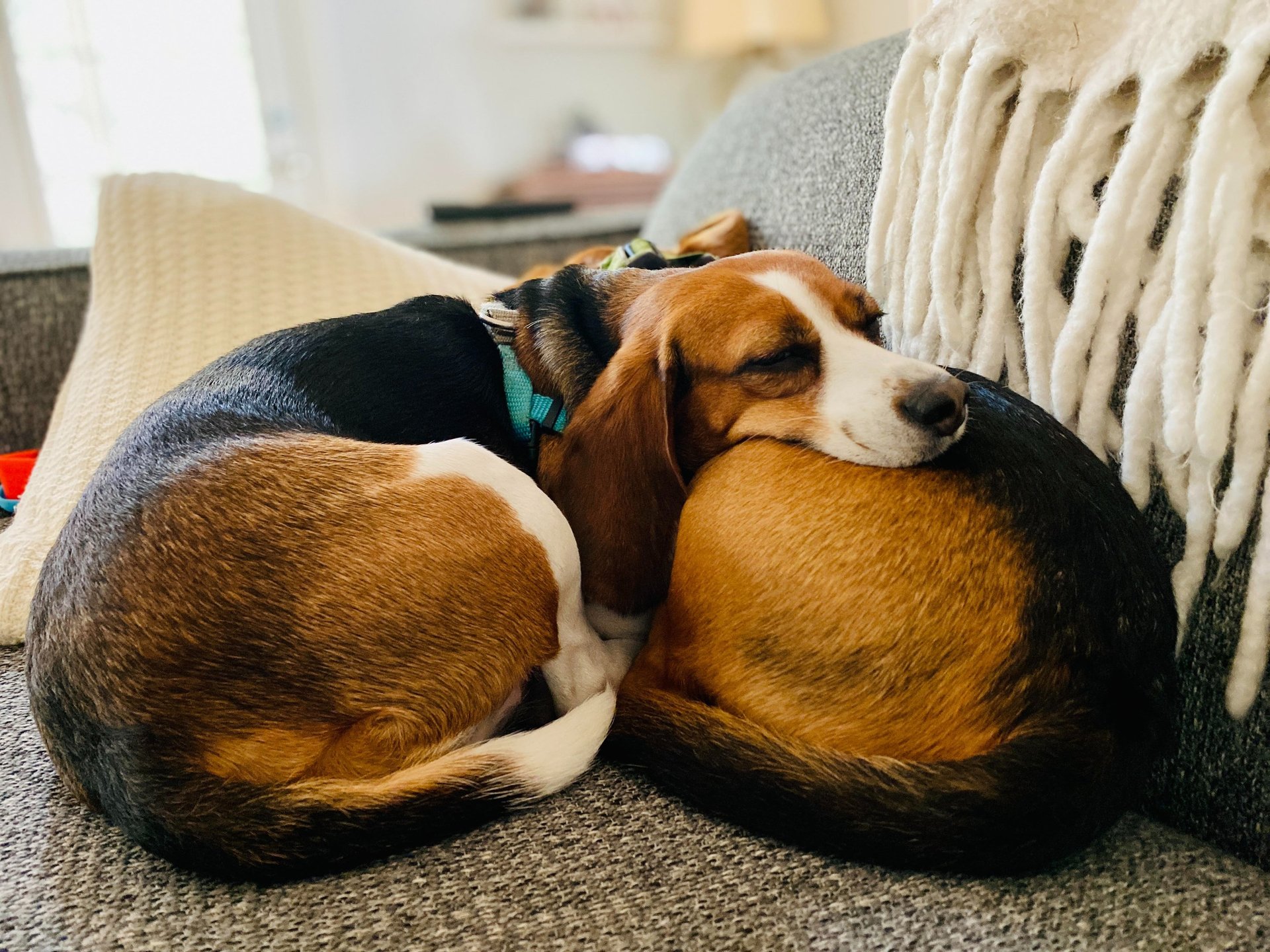 a person petting a dog