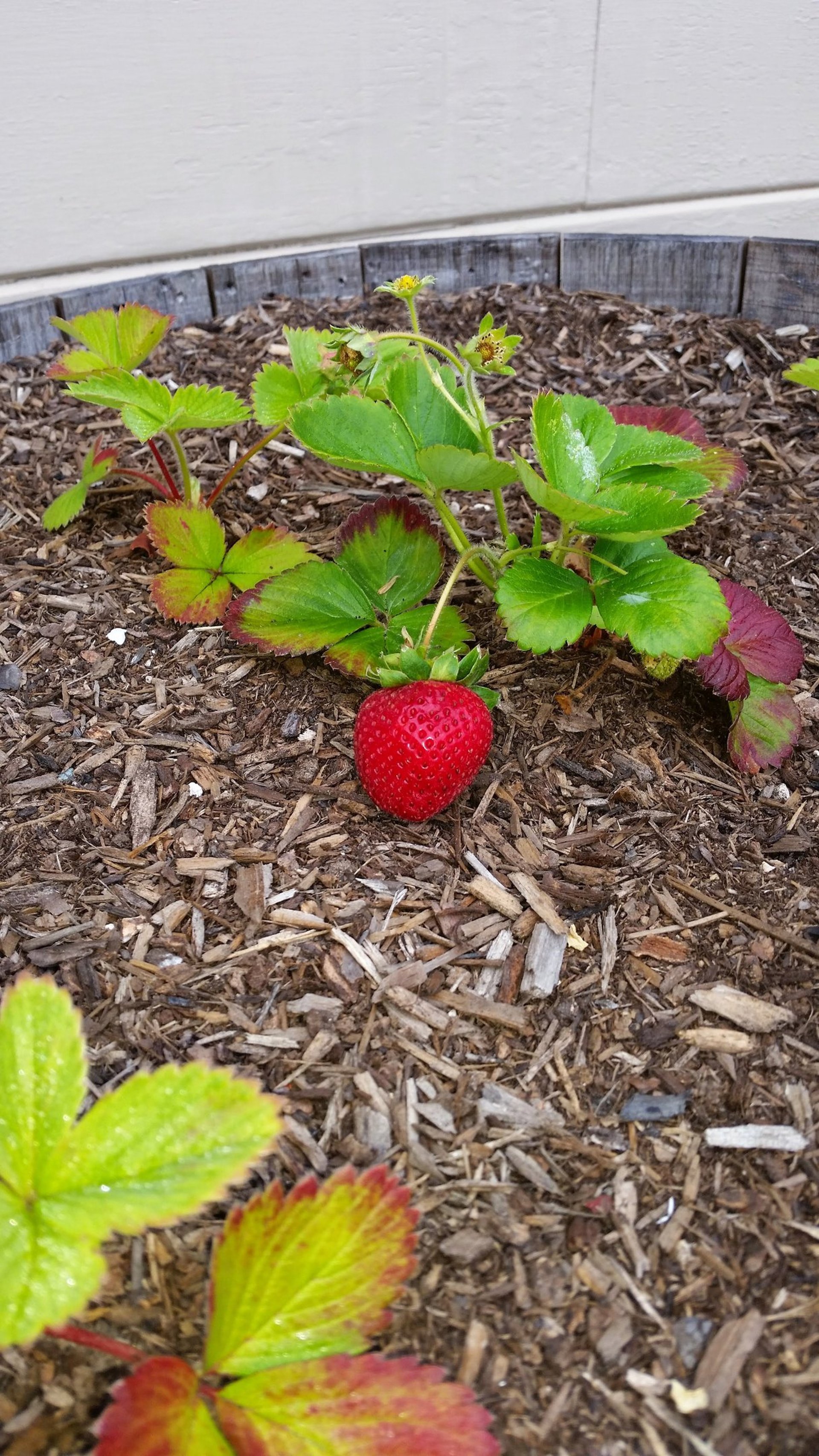 five people laying on grass field making star sign