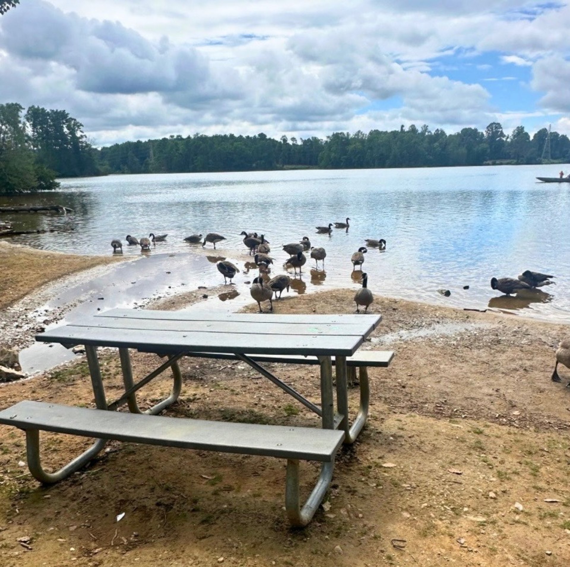 Ducks at Lake Julian representing Asheville Locksmith Now service area in Arden, NC