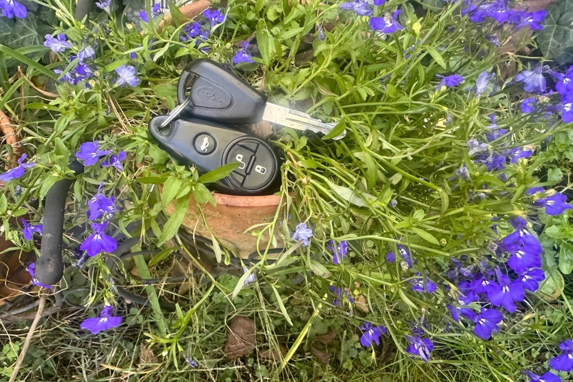 Subaru key fob in a flower pot representing car key replacement in Marshall, NC