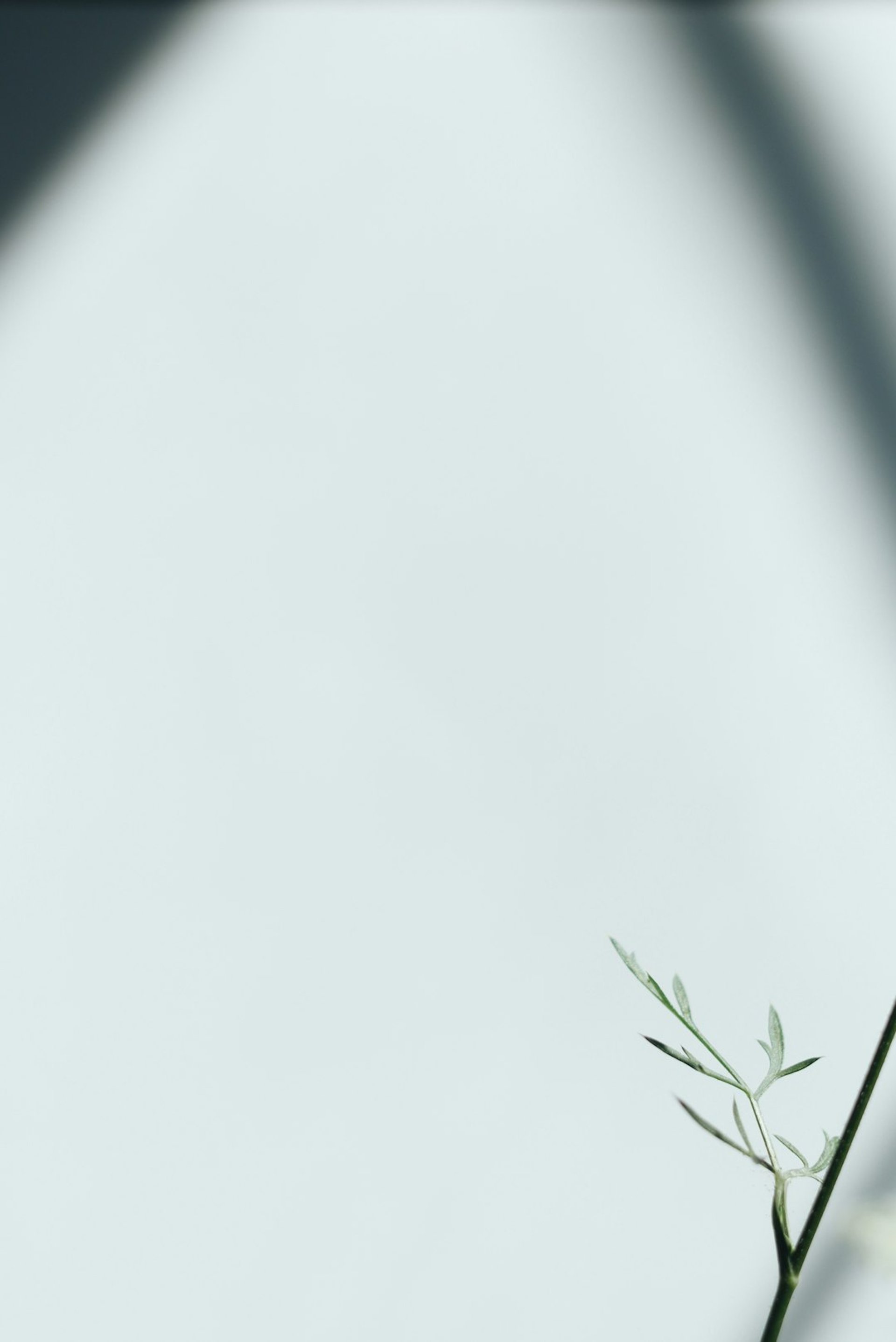 a group of birds flying in the sky