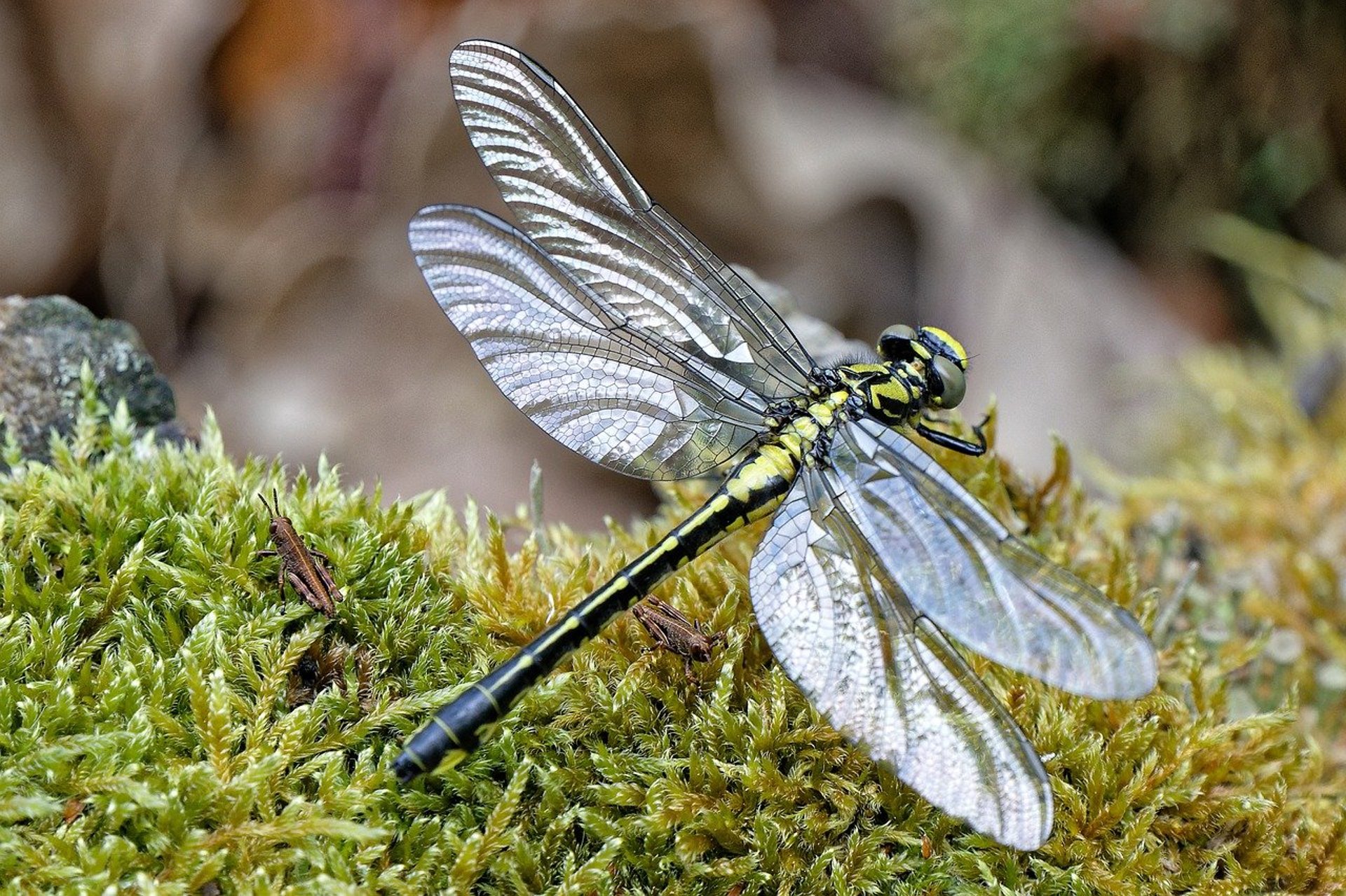 a close up of a dragon fly's wings
