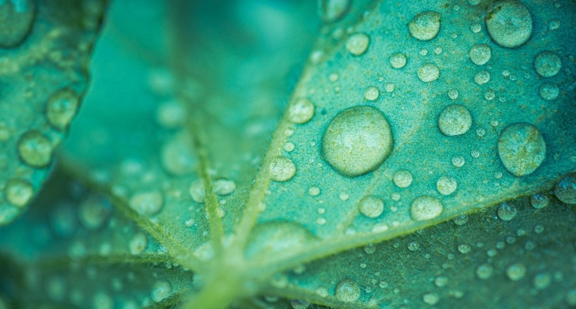 woman peeking over green leaf plant taken at daytime