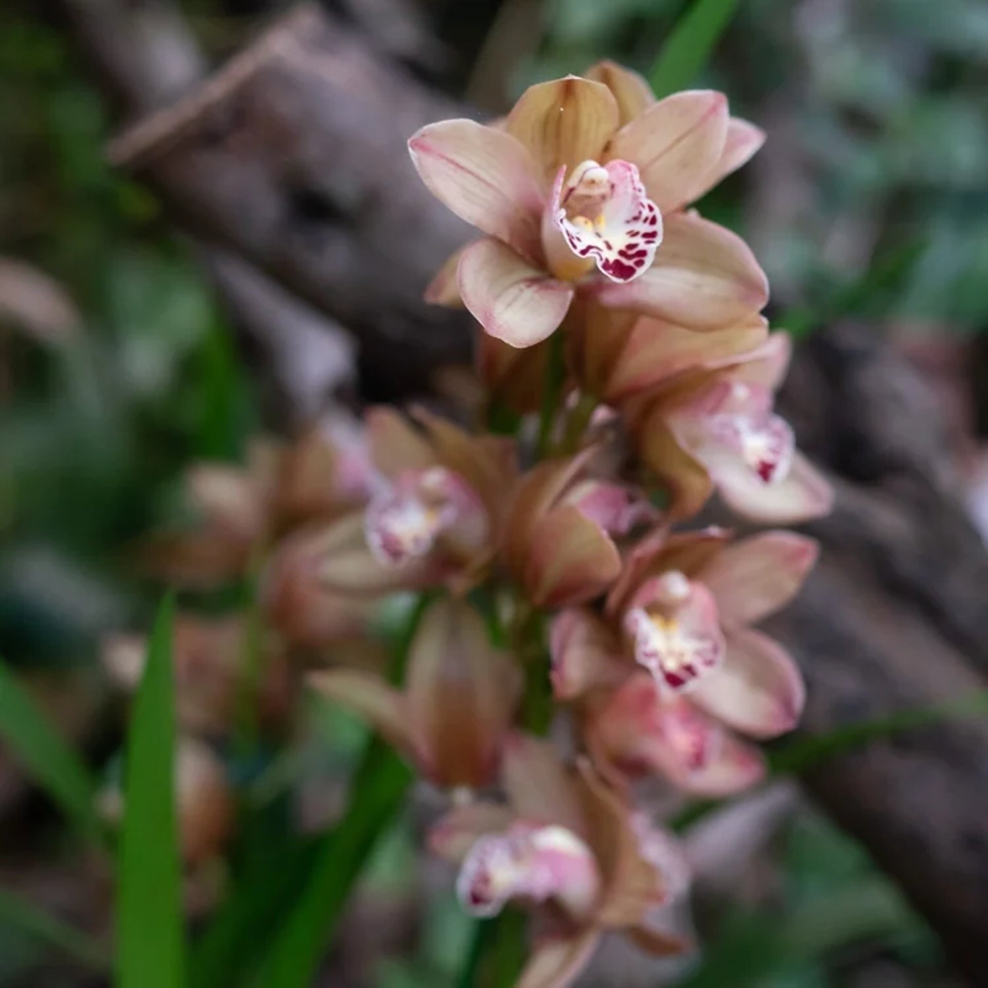 cymbidiumwithlightpinkandtanblooms