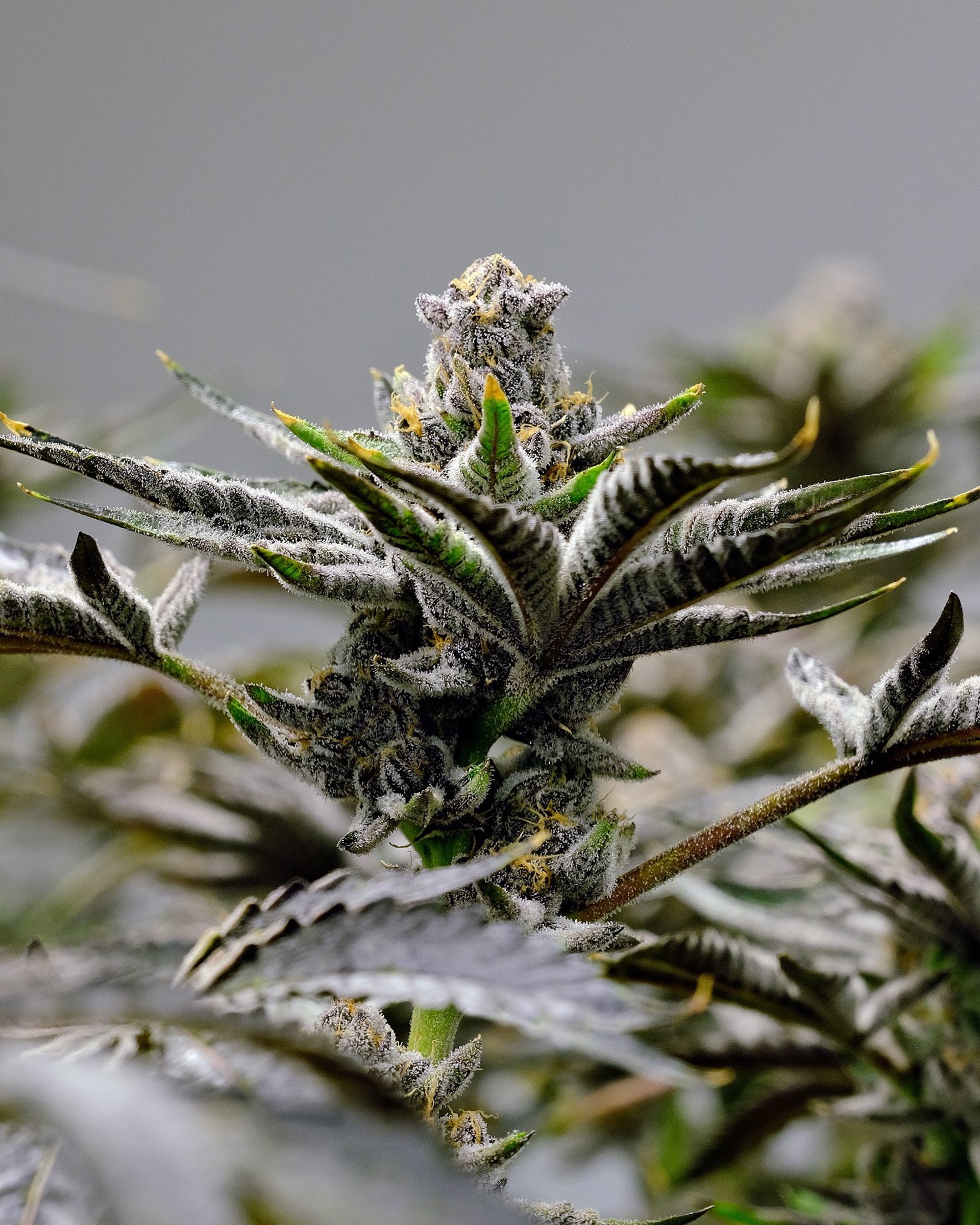 black and white bed linen