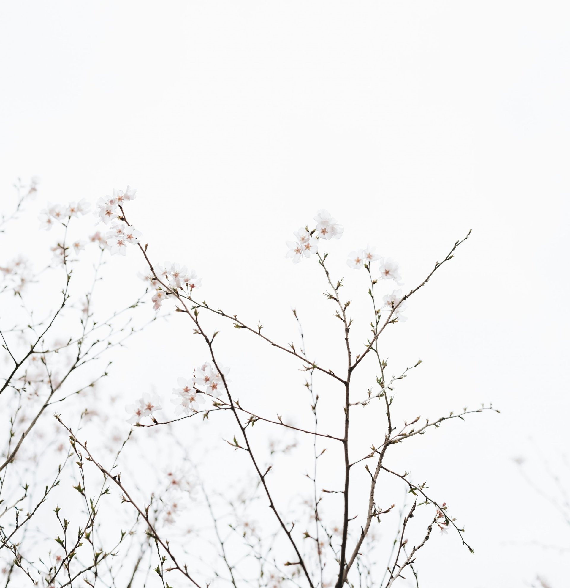 white cherry blossoms under white sky at dayime