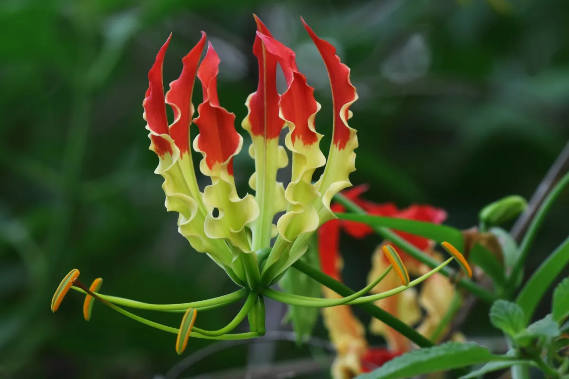 woman wearing yellow long-sleeved dress under white clouds and blue sky during daytime