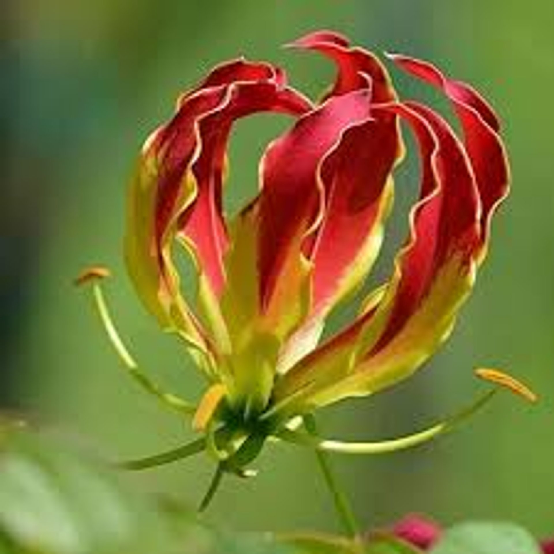 woman wearing yellow long-sleeved dress under white clouds and blue sky during daytime