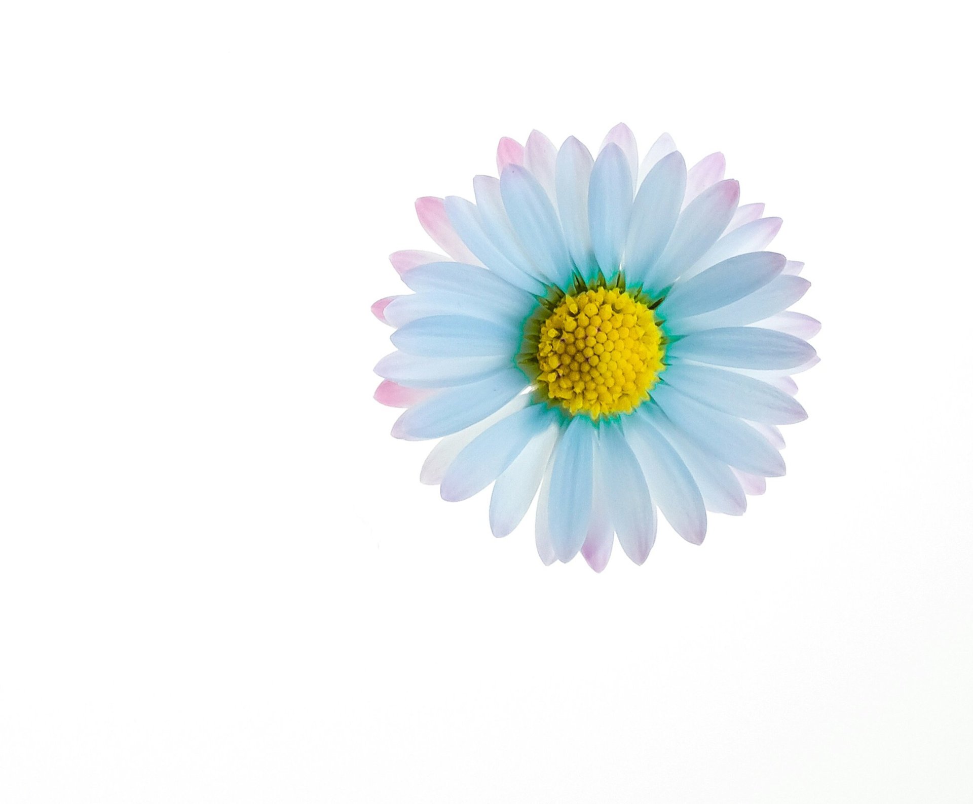 purple and yellow flower illustration