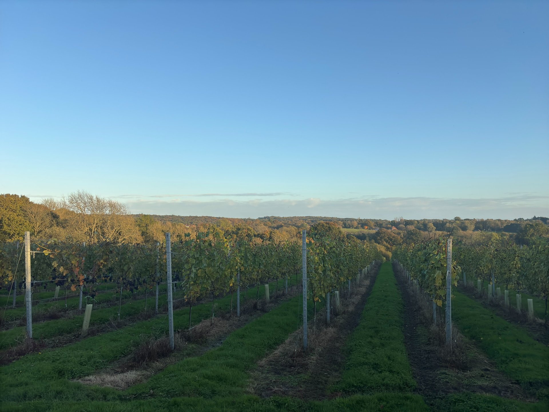 a bunch of green leaves hanging from a tree