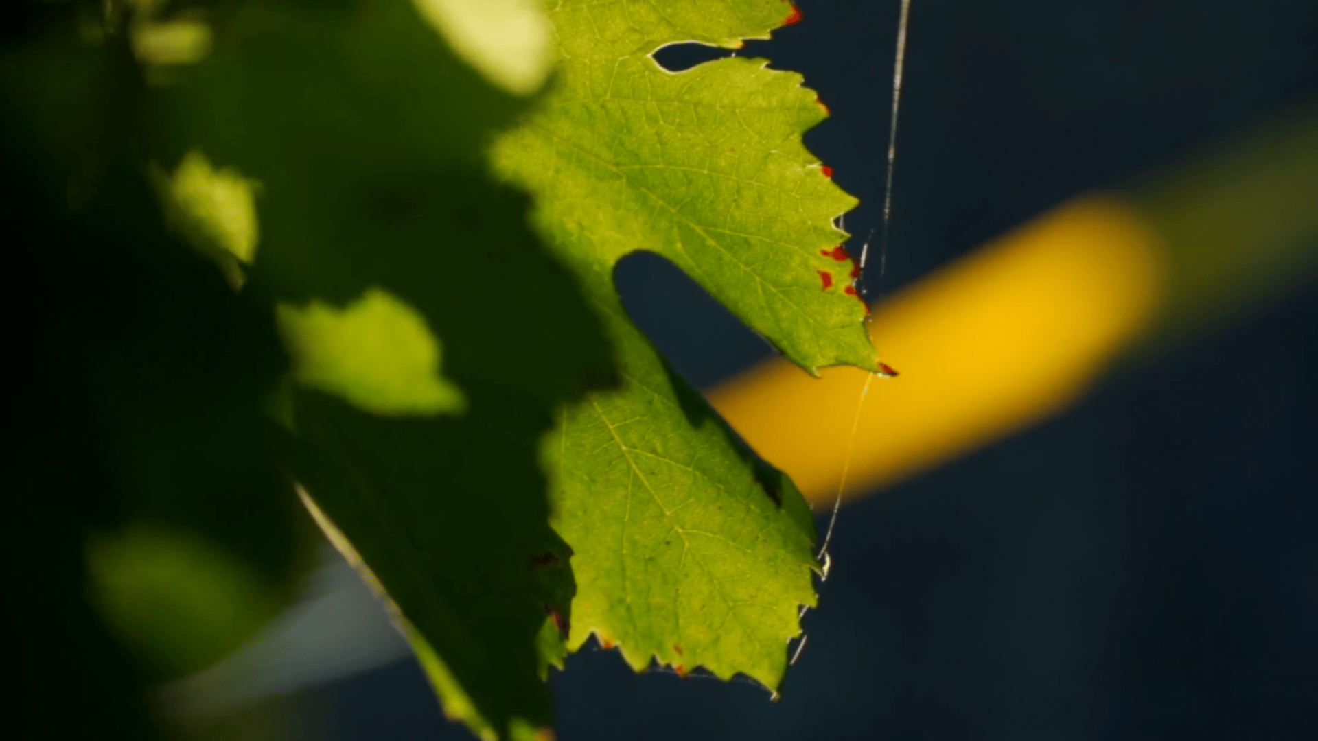 a bunch of green leaves hanging from a tree