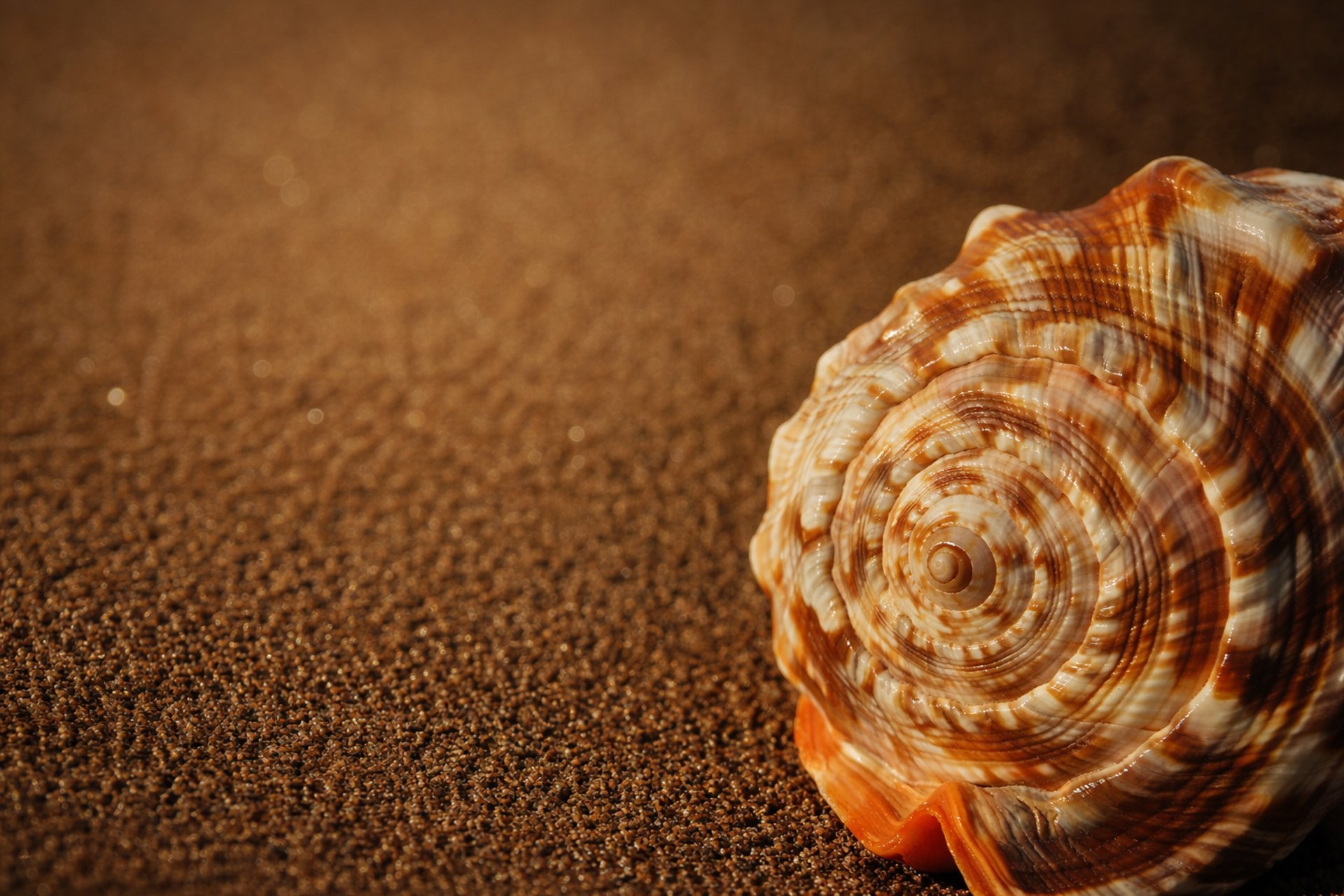 aerial photography of forest