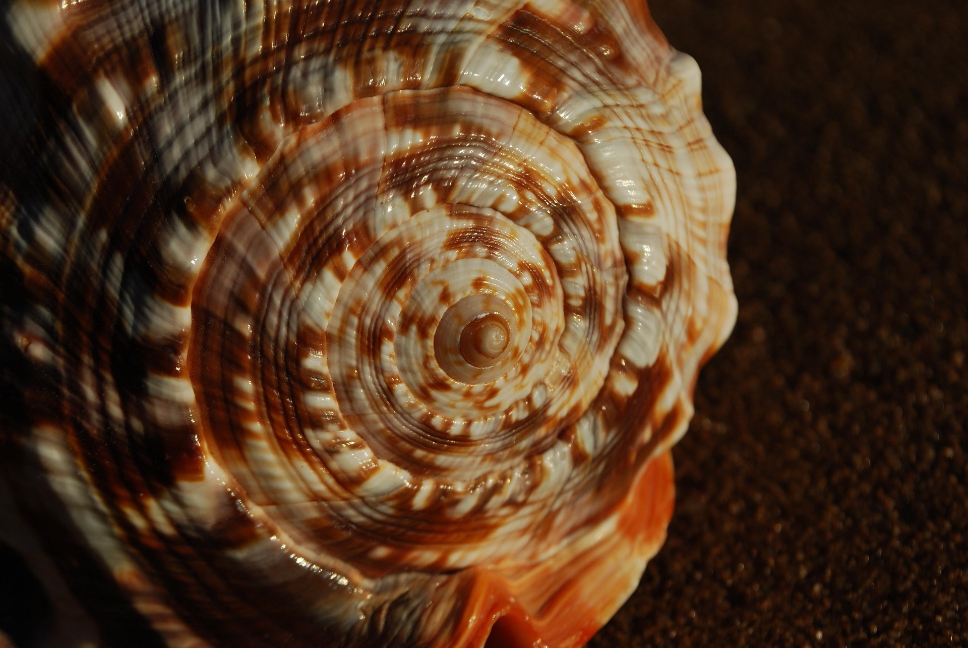 aerial photography of forest