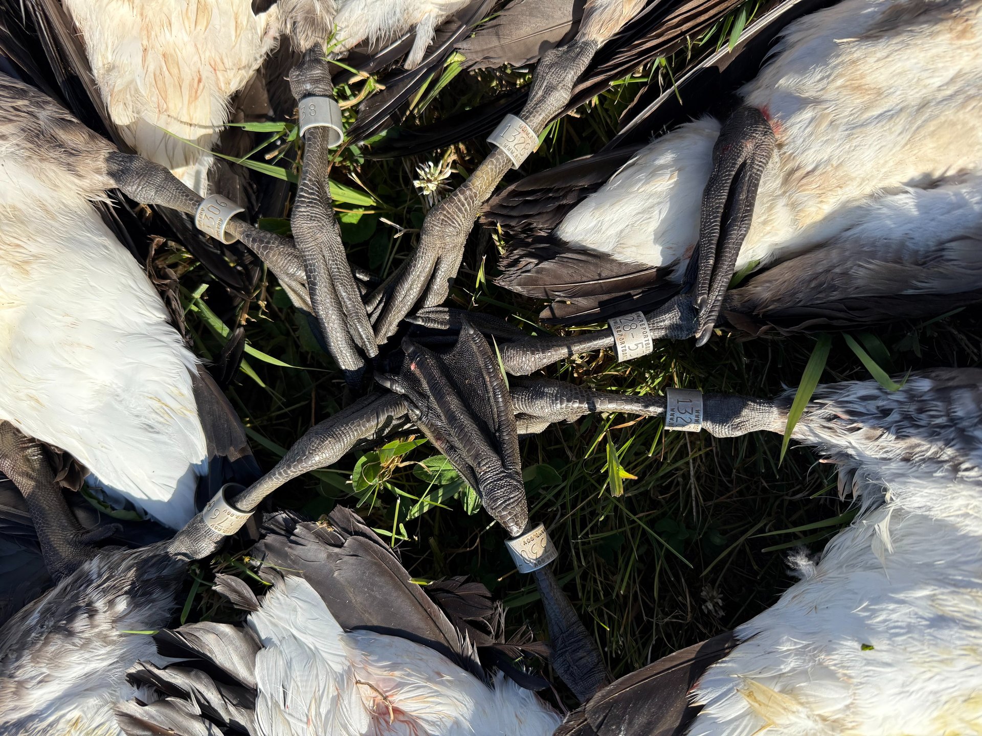 flock of flying birds during golden hour