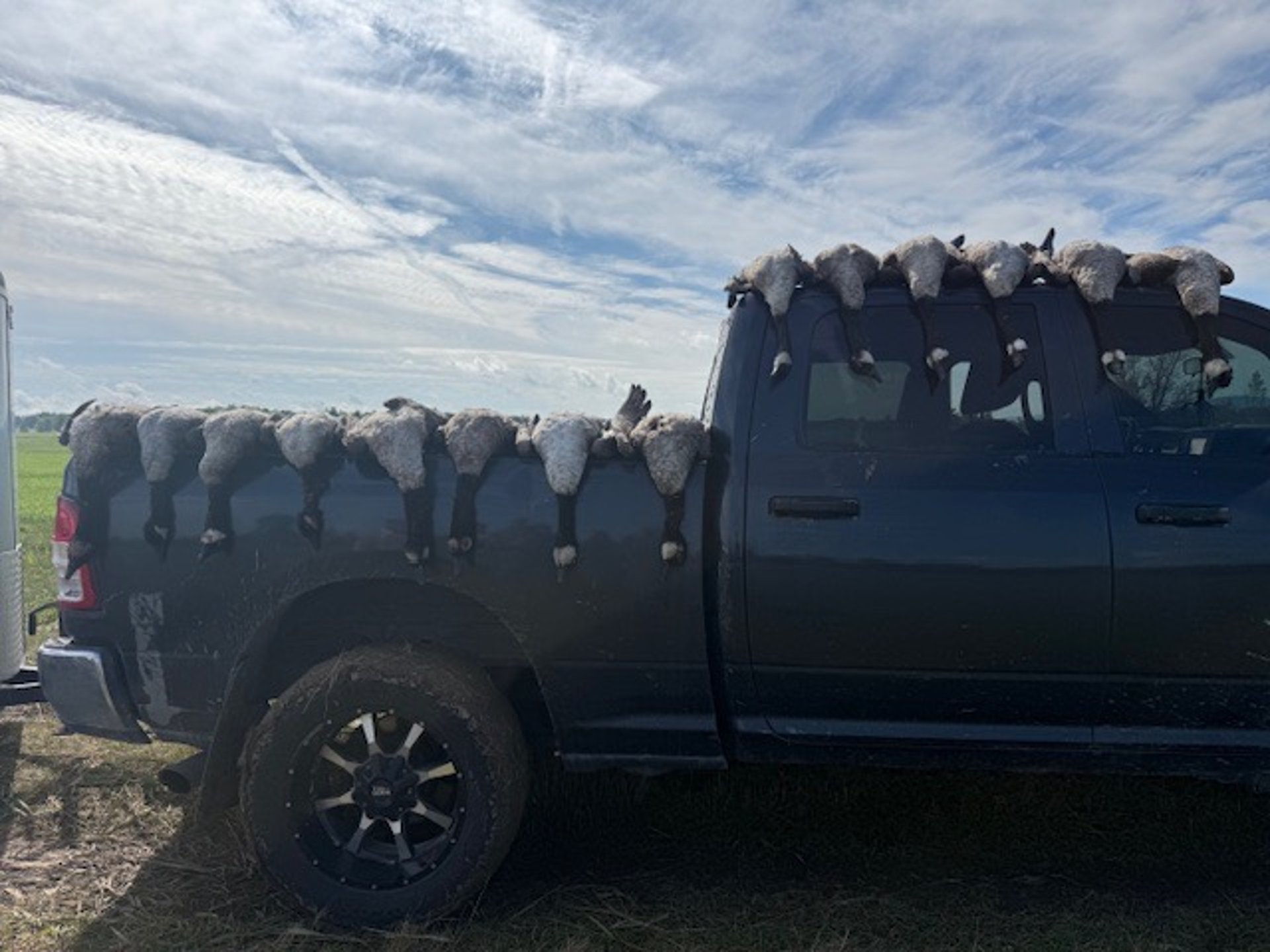 black and white bed linen
