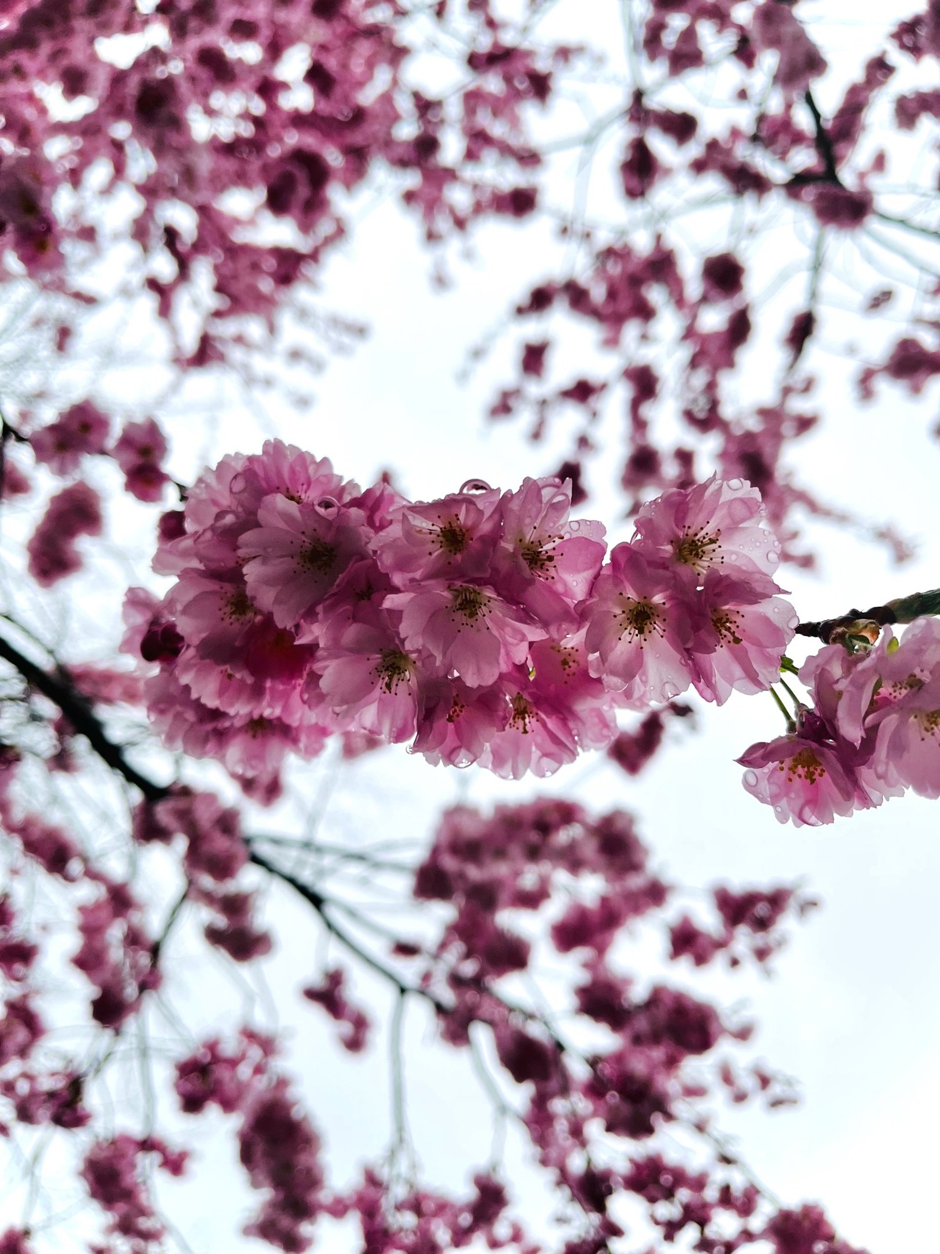 yellow sunflower field during daytime