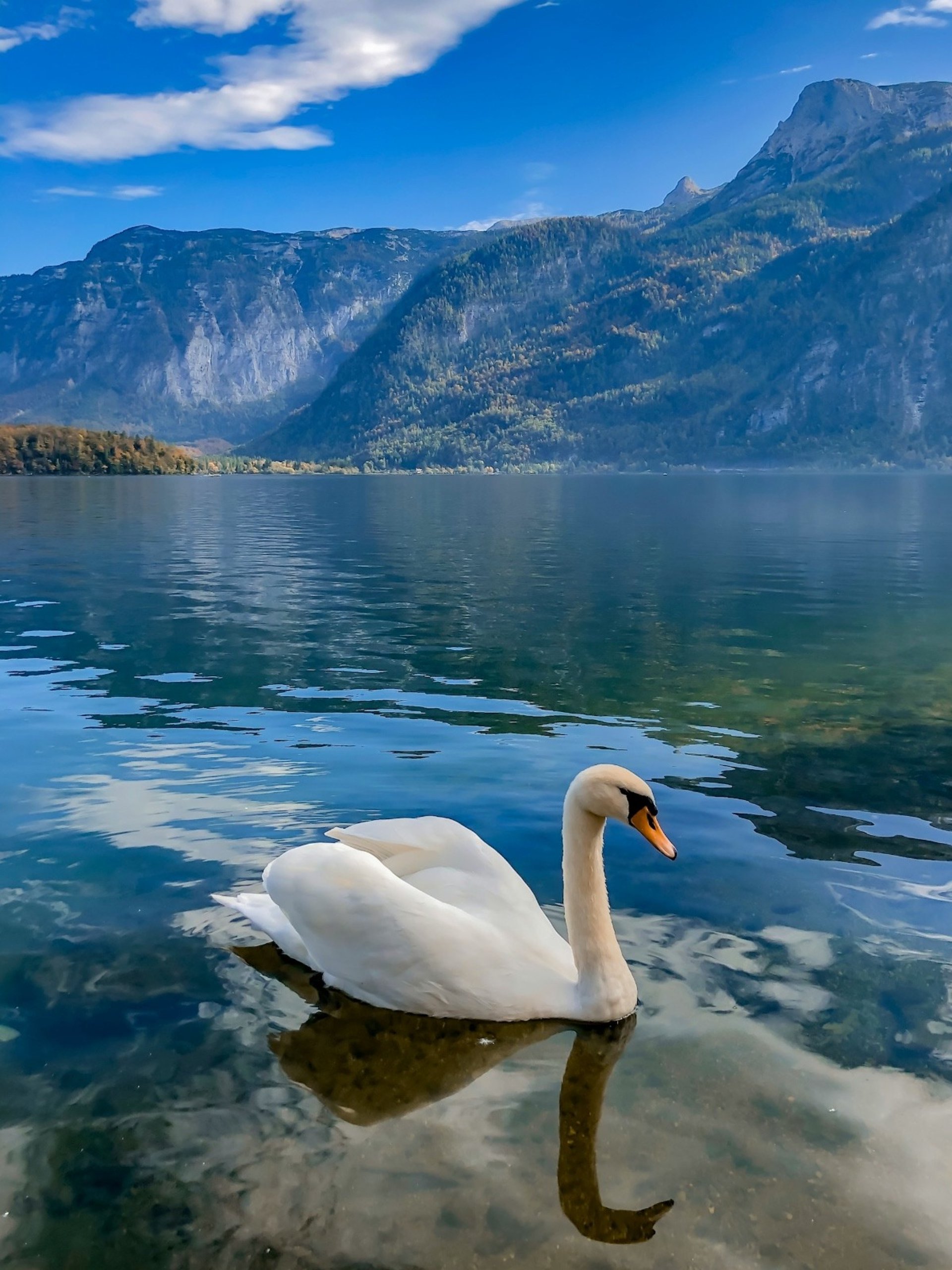 yellow sunflower field during daytime