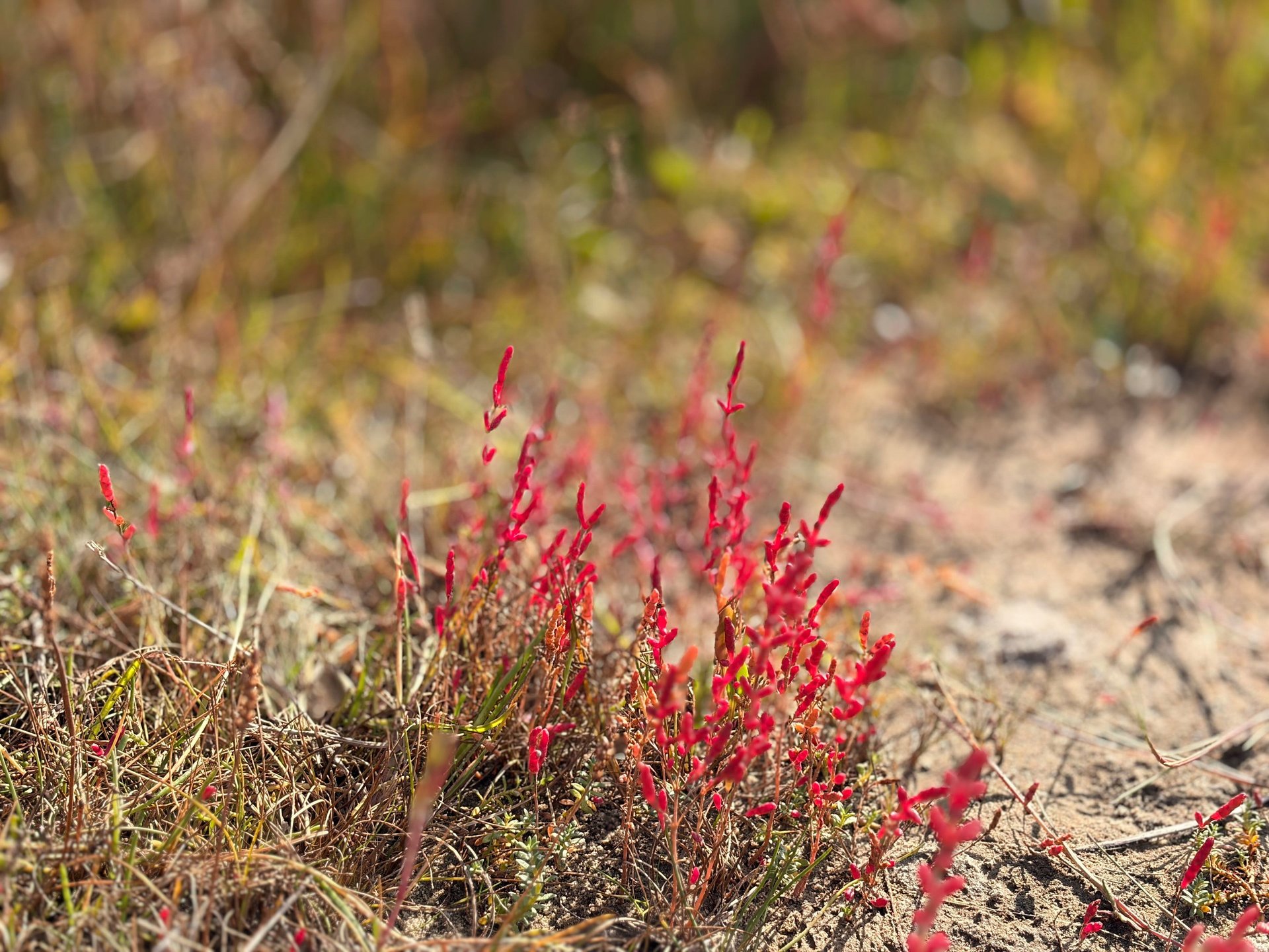 Bohl Strand - Queller