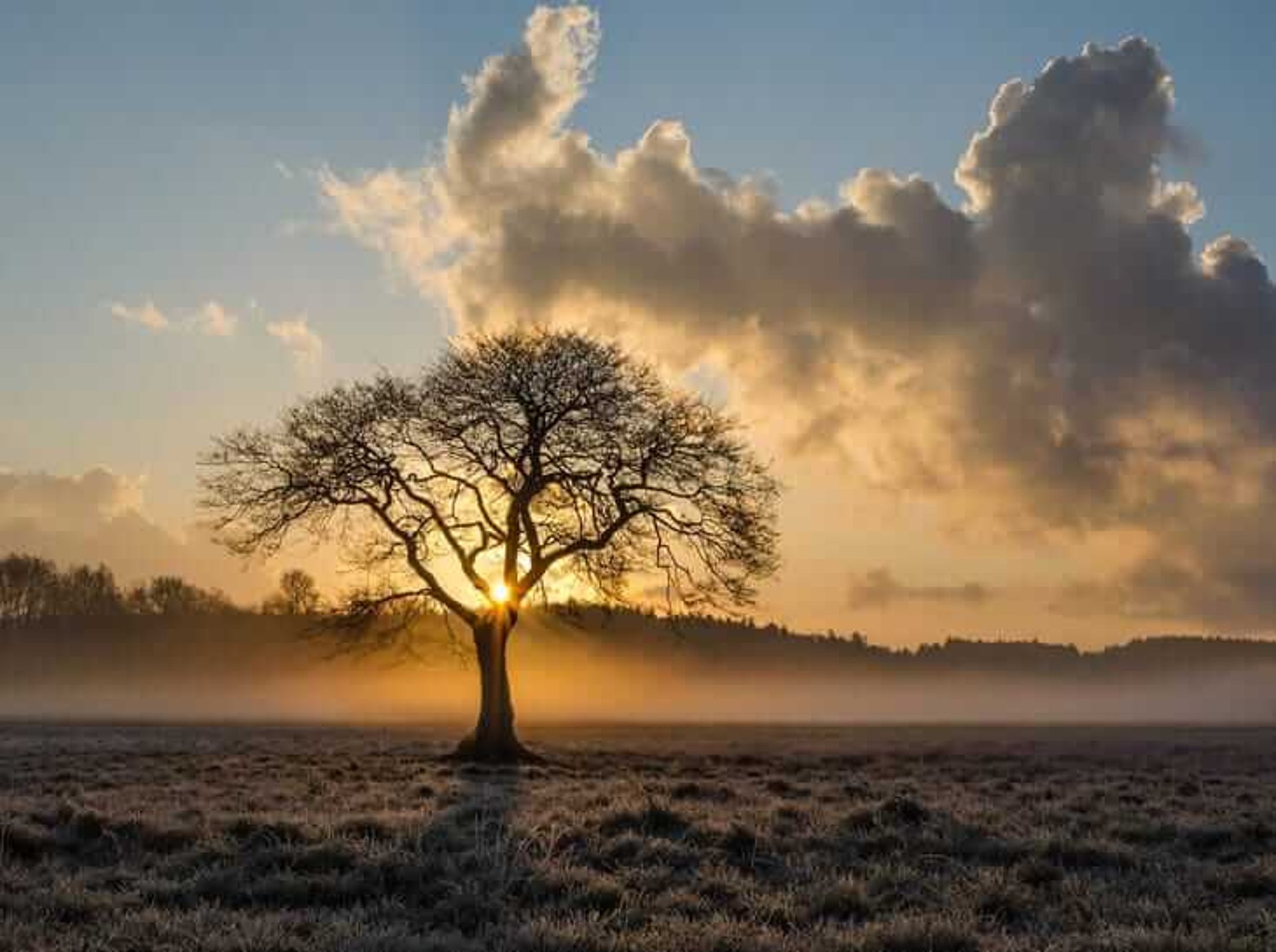 Tree surgeons nottingham