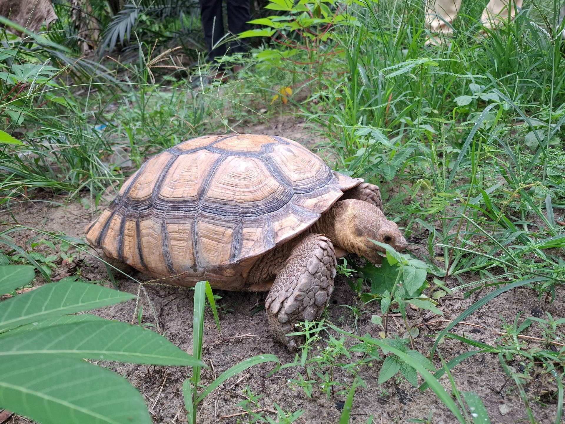raccoon walking on lawn grass